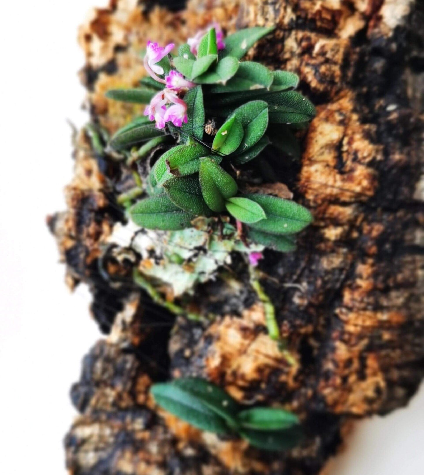 Schoenorchis tixieri is a diminutive and captivating orchid species native to southern Yunnan province in China and central Laos. This orchid is very small, making it perfect for terrariums where space and humidity can be carefully controlled.