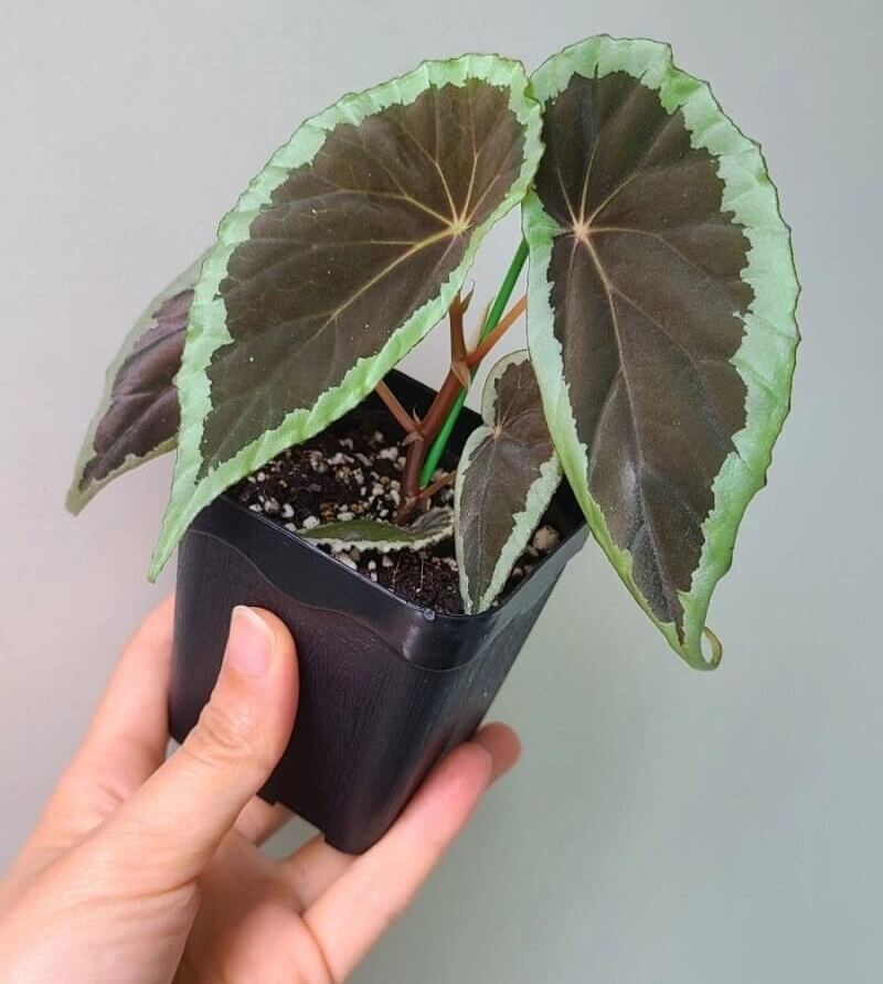 Begonia aff. baramensis is a rare species of begonia native to Borneo, primarily found in humid tropical environments. Its leaves feature a unique color pattern, with a dark green, almost black center that transitions to lighter green edges, creating a striking contrast and visually appealing effect. Due to its specific environmental requirements, Begonia aff. baramensis is best suited for greenhouse or terrarium cultivation.