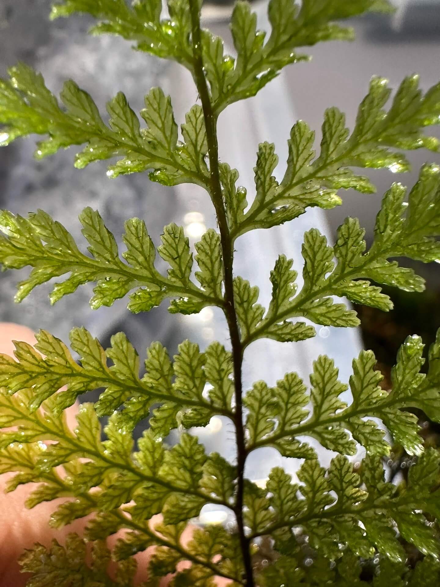 Abrodictyum obscurum is a delicate and visually striking fern native to tropical rainforests across Southeast Asia and parts of Oceania. Belonging to the family Hymenophyllaceae, this species is known for its translucent, finely divided fronds and unique reproductive structures.