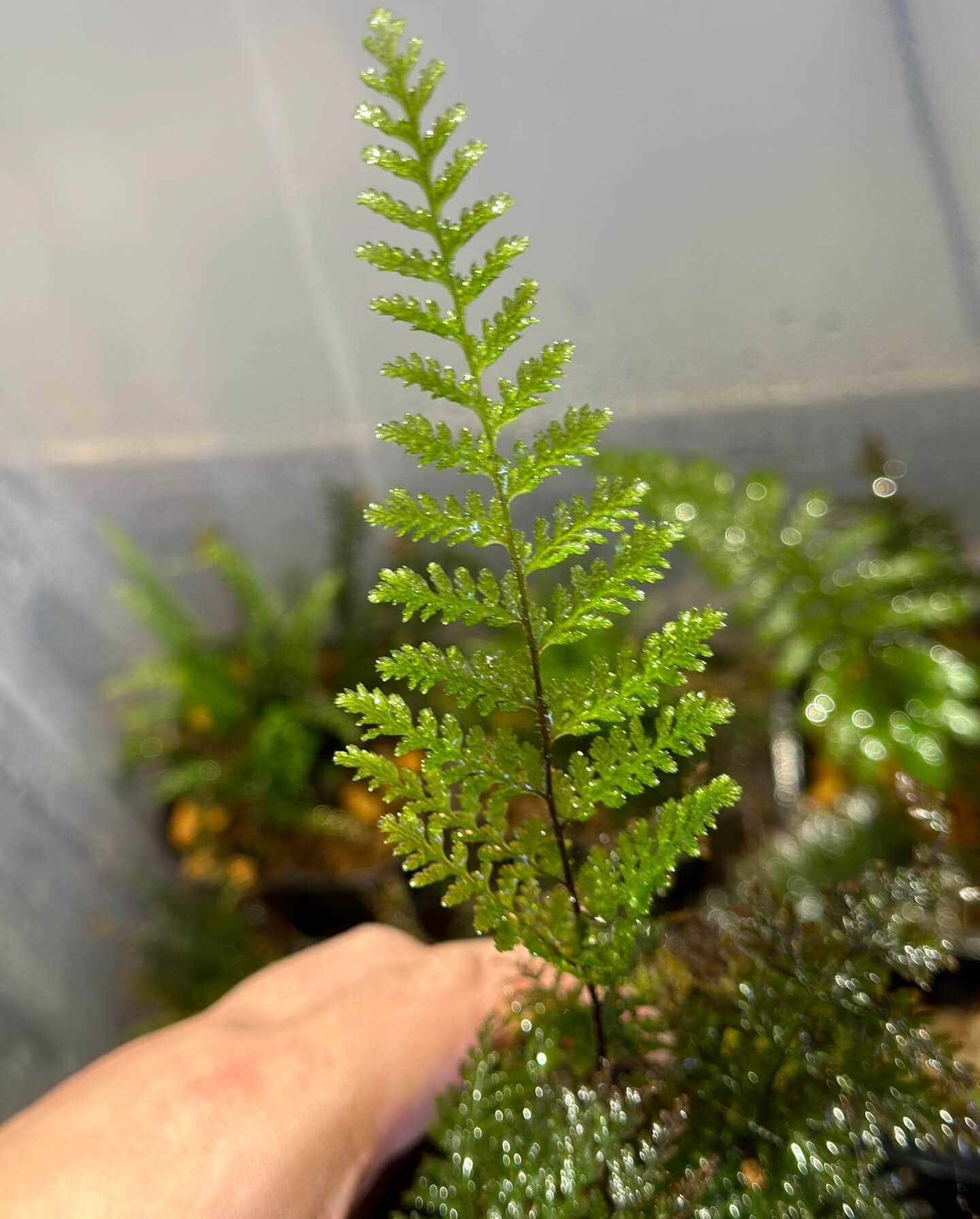 Abrodictyum obscurum is a delicate and visually striking fern native to tropical rainforests across Southeast Asia and parts of Oceania. Belonging to the family Hymenophyllaceae, this species is known for its translucent, finely divided fronds and unique reproductive structures.