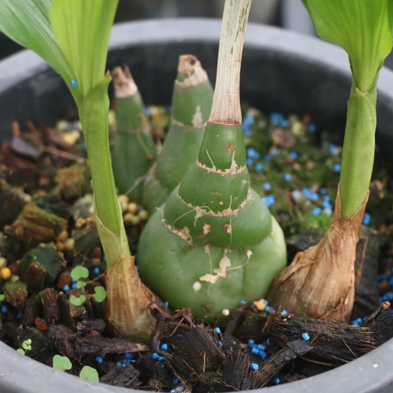 Acanthophippium sylhetense is a small to medium-sized terrestrial orchid native to tropical regions of South and Southeast Asia, including India, Bangladesh, Myanmar, Thailand, Malaysia, the Philippines, Taiwan, and parts of China. It typically grows in moist, shaded environments at elevations ranging from 500 to 1,300 meters.