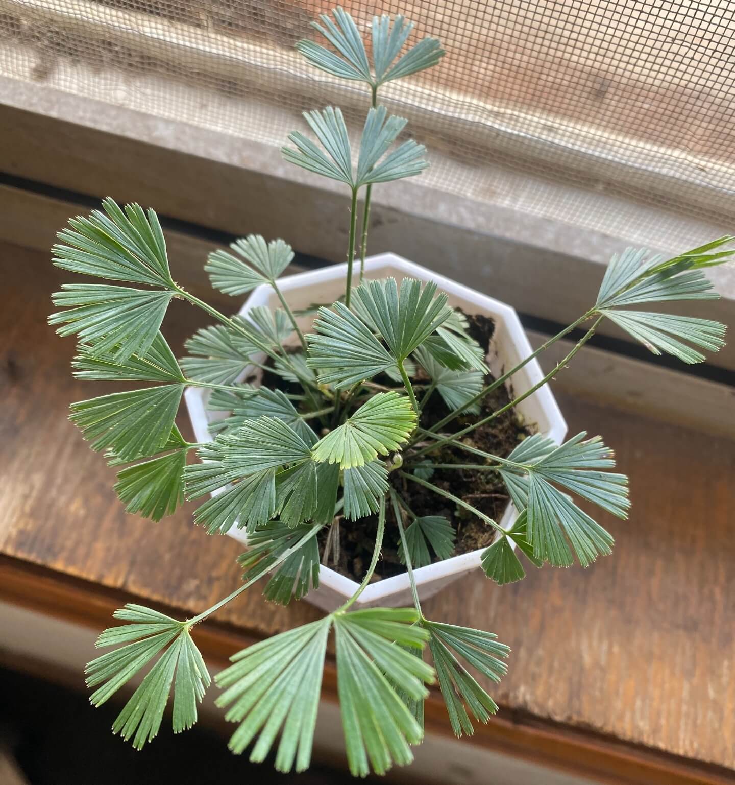 Actiniopteris radiata is widely distributed across Africa (including Madagascar), the Arabian Peninsula, Iran, Afghanistan, India, Sri Lanka, Myanmar, and parts of Australia. It thrives in hot, dry, or semi-arid environments, typically growing at the base of rocks, in crevices, or shallow soil patches, and can also be found in deciduous woodlands that receive seasonal moisture. This adaptable fern occurs at altitudes ranging from about 200 to 1800 meters depending on the region.