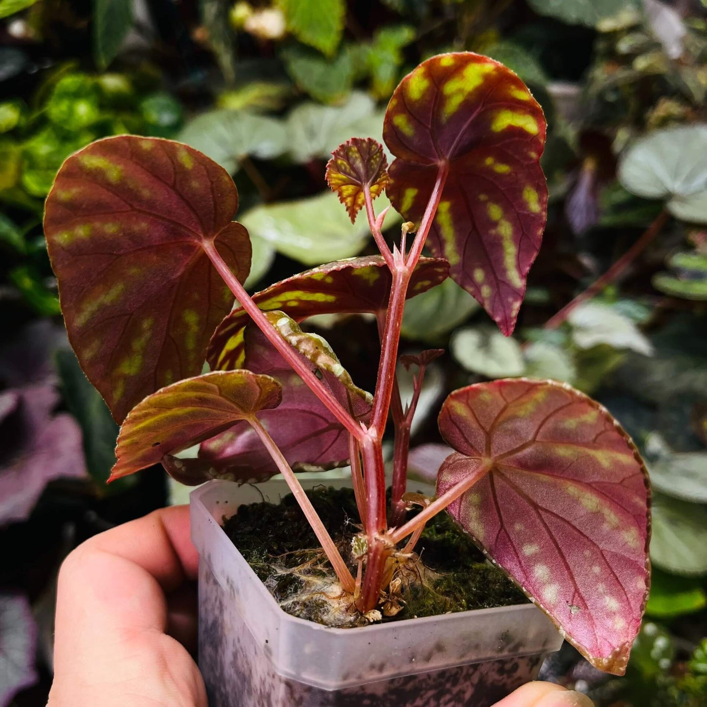 Begonia Variabilis Type 2 is a striking variety known for its distinctive foliage. The leaves are a blend of rich brown or reddish hues, adorned with vibrant yellow or green spots, creating a captivating and dynamic appearance. This begonia thrives in high humidity environments, making it an excellent choice for terrariums, glass domes, or greenhouses. Its unique and colorful foliage, combined with relatively easy care, makes it a popular choice for plant enthusiasts.