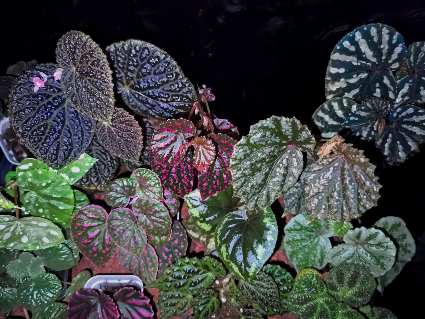 Begonia Black Mountain is a captivating begonia cultivar known for its unique, deeply textured leaves and bold color contrasts. This stunning hybrid, believed to be a cross between Begonia dracopelta and Begonia baik, features dramatic, dark foliage that transitions from deep green to nearly black, making it a striking addition to any indoor garden or plant collection. The plant’s bushy growth habit further enhances its visual appeal, creating a bold and beautiful focal point.