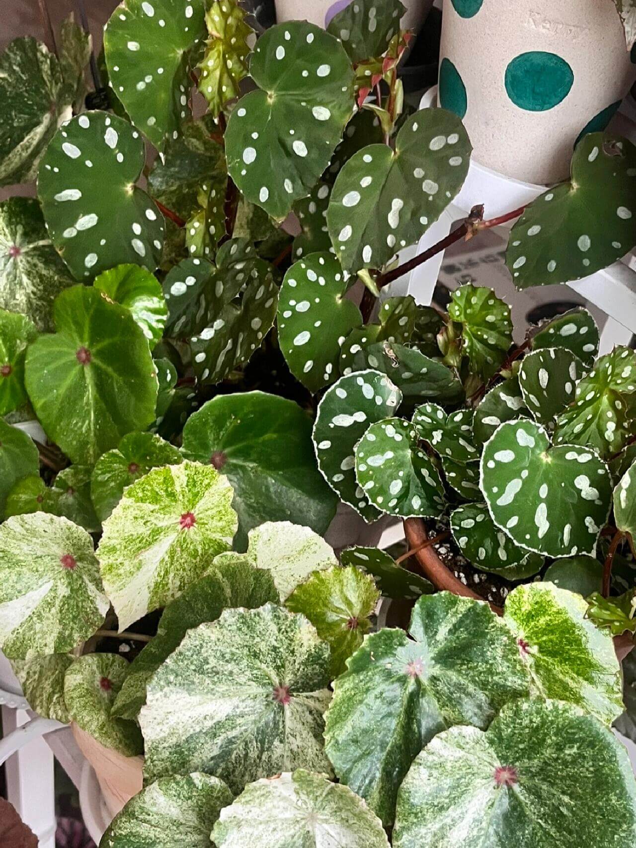 Origin: Native to Malaysia, Begonia jiewhoei thrives in tropical, subtropical environments. Known for its distinct, attractive foliage, this species is perfect for collectors and plant enthusiasts who appreciate unique, ornamental begonias. Features: Leaves: The plant boasts asymmetrical leaves that are a deep green, adorned with striking white or silver oval spots. The leaves also feature a delicate silver edge, enhancing their visual appeal.