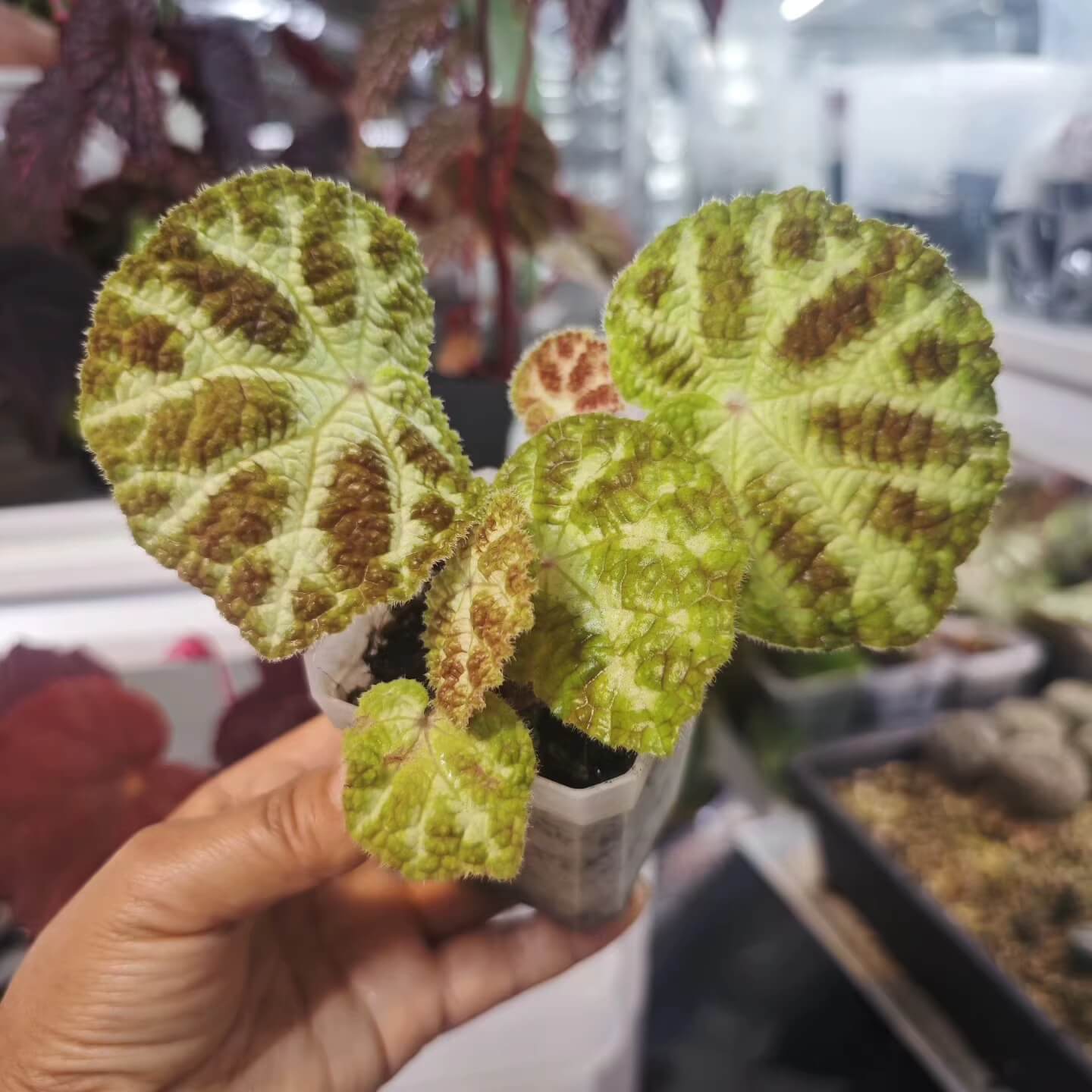 Origin: Guangxi, China Begonia semiparietalis is a beautiful and low-maintenance evergreen herbaceous plant with distinctive, ornamental leaves. Its unique leaf patterns make it an excellent addition to any plant collection, especially for those who appreciate begonias with intricate and decorative foliage. This plant is particularly intriguing as, in lower light conditions, the leaves can take on a bluish tint, adding an extra layer of beauty to its appearance.