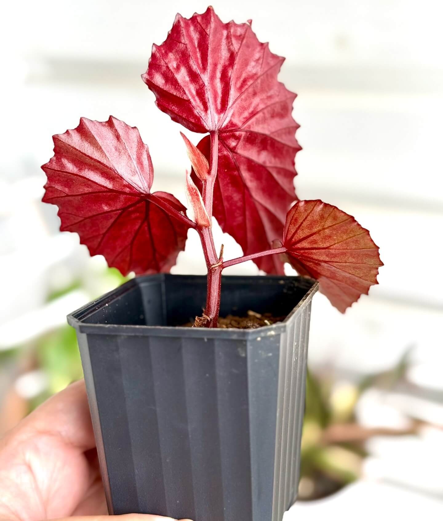Begonia sp. Pink Spots Sarawak is a visually striking begonia species native to Sarawak, Malaysia. The deep green leaves are dotted with bright, vivid pink or white spots, creating a bold contrast against the dark backdrop of the foliage. The serrated leaf edges add texture and definition, further enhancing the begonia's beauty. This begonia is an eye-catching addition to any collection, thanks to the unique combination of its colorful spots and rich, dark leaves.
