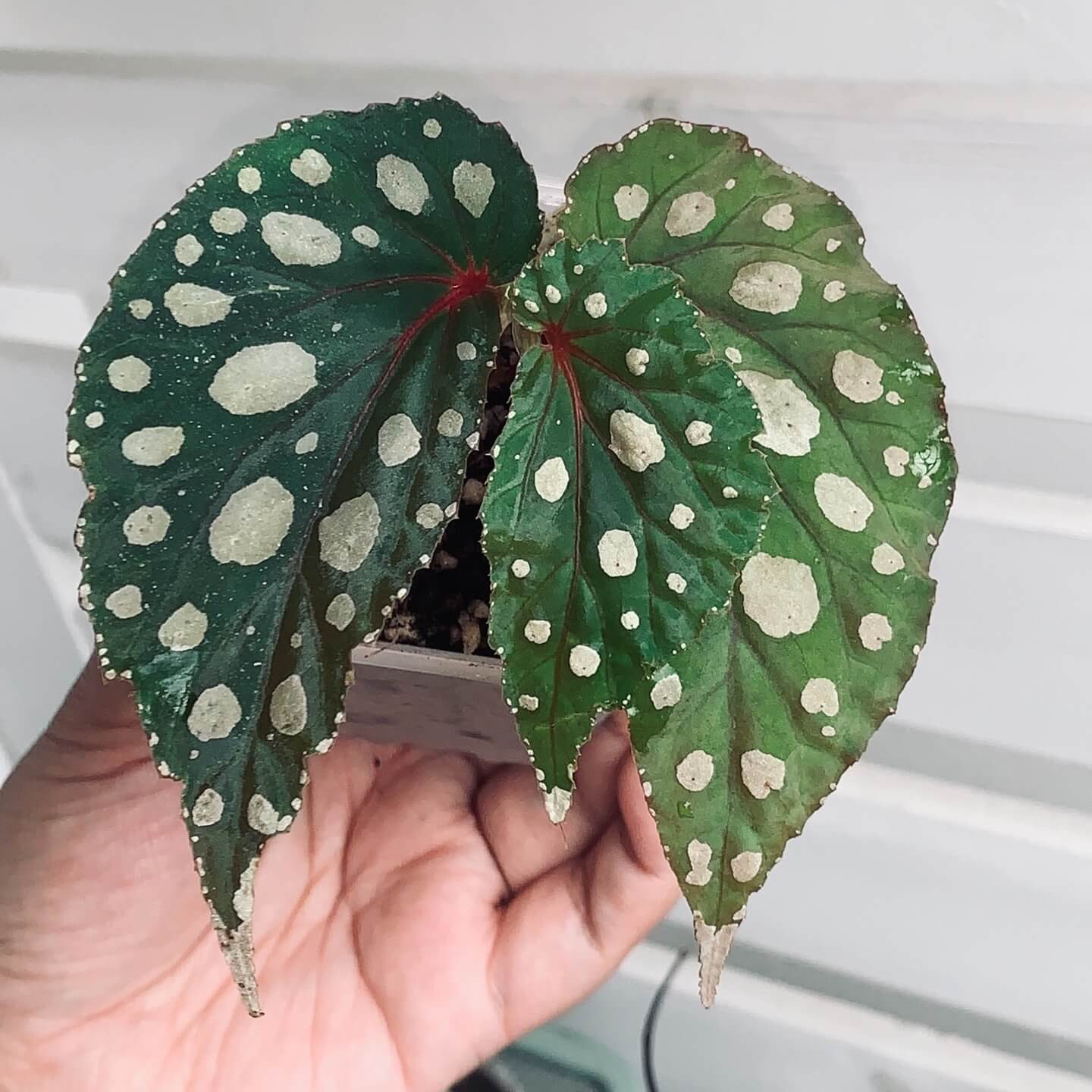 Originating from the Mempawah Hulu region in Kalimantan, Indonesia, Begonia sp. ‘Mempawah Hulu’ is a rare and visually striking species that stands out for its unique leaf pattern and vibrant colors. The leaves are a rich green, speckled with white spots that create a stunning contrast. The edges of the leaves are adorned with tiny white spots, while the veins exhibit a subtle reddish hue, making this begonia a true showstopper.