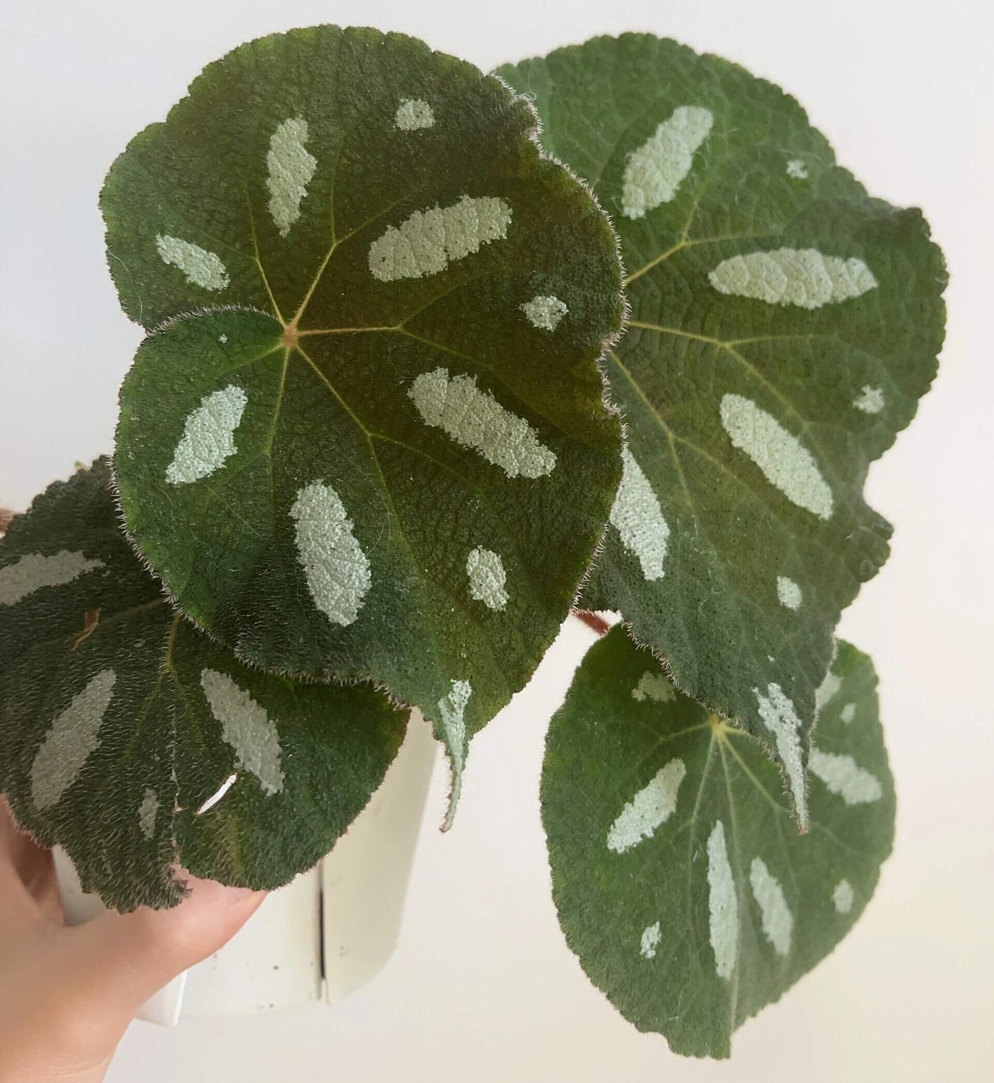 Begonia scabrifolia is a rhizomatous begonia prized for its rugged green leaves spattered with white, and its elegant tiny flowers. By giving it bright filtered light, warm temperatures, ample humidity, and a rich, well-draining potting mix, you can enjoy this rare plant’s full ornamental potential in your home or terrarium.