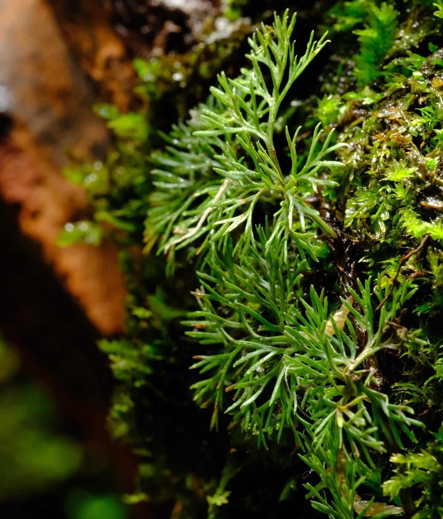Davallia parvula is a charming epiphytic fern native to the humid forests of Southeast Asia, particularly Borneo. Its delicate, finely divided fronds and fuzzy, creeping rhizomes make it an excellent choice for terrariums and vivariums.