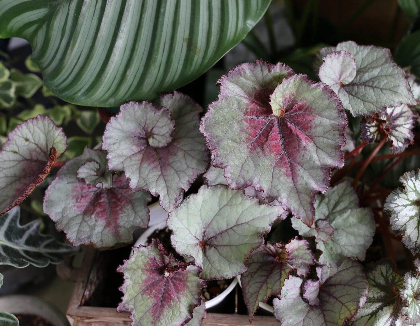The Begonia Amor features stunning heart-shaped leaves in a vibrant silver-green hue, accented with deep red and pink patterns at the center. The edges are delicately outlined with a dark purple trim, enhancing the contrast and making this plant a striking addition to any collection. The surface of the leaves has a subtle texture, adding depth and beauty to the overall appearance.