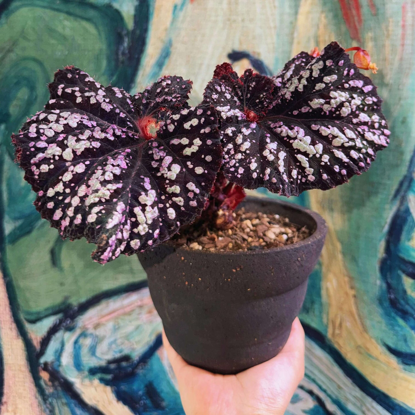 Begonia Be Happy is a stunning ornamental begonia, developed by the renowned Dimetris breeders. Known for its vibrant foliage and eye-catching patterns, this begonia brings a cheerful and lively touch to any indoor space.