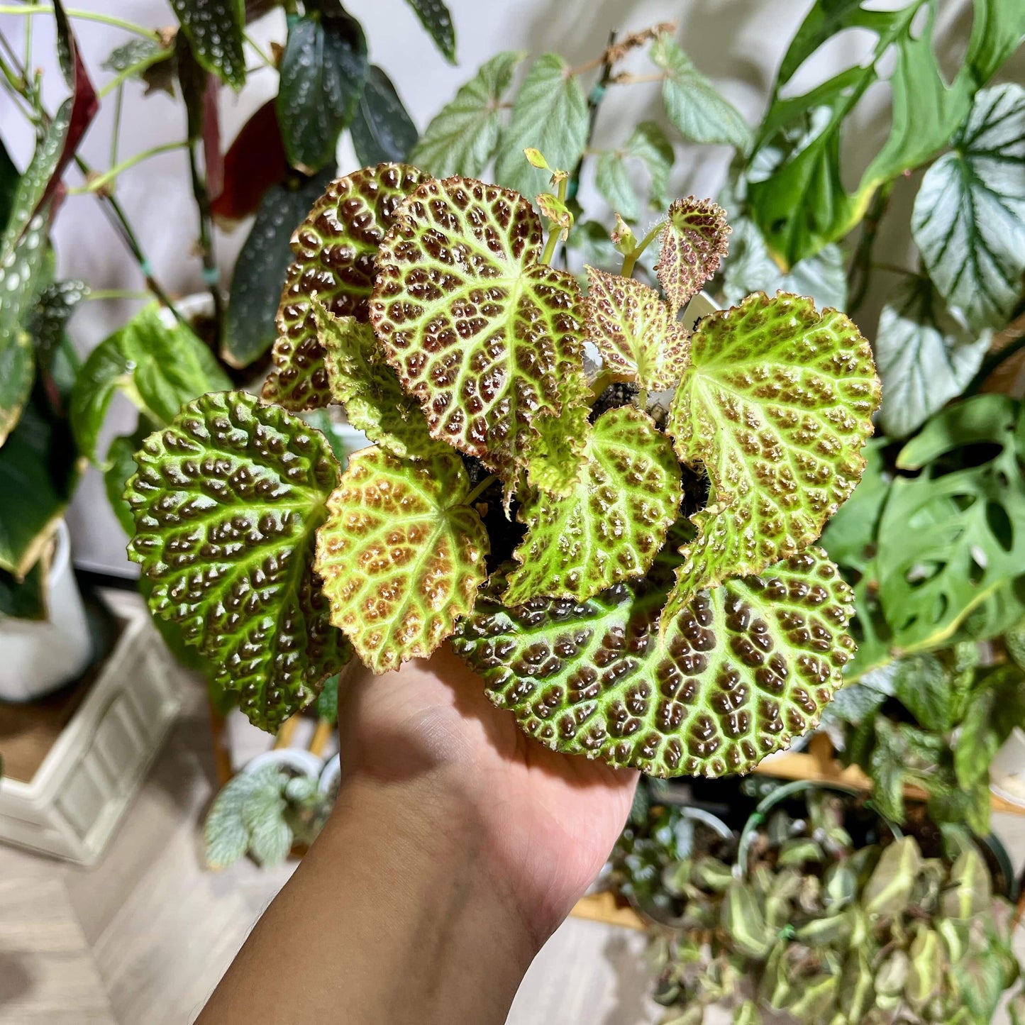 Begonia dracopelta is a unique and rare begonia species native to Indonesia, specifically Borneo. Known for its dramatic and textured foliage, this begonia is perfect for collectors looking for an exotic plant that stands out. With its dragon-like, bullate (puckered) leaves and striking color transitions, Begonia dracopelta will make a captivating addition to any plant collection.
