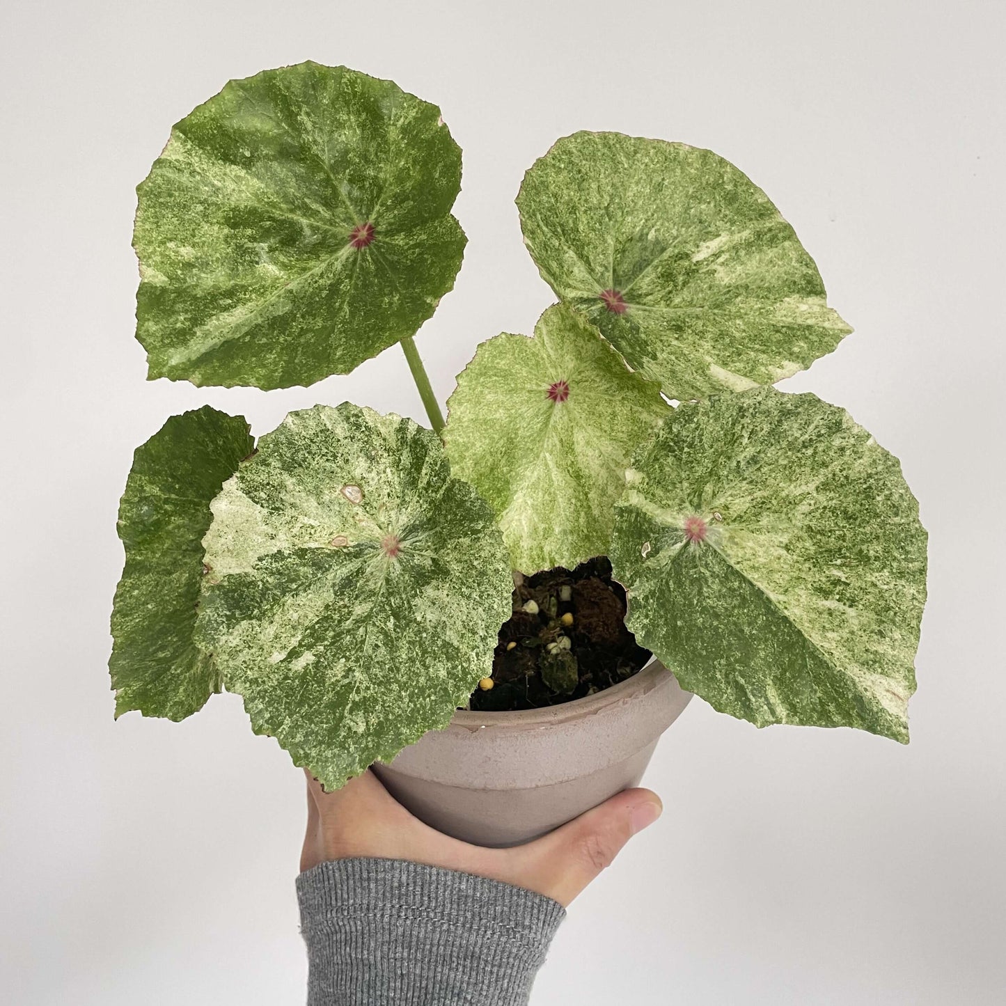This highly decorative Begonia is known for its unique and stunning foliage. Its heart-shaped leaves feature a beautiful pattern of white to cream-colored variegation with vibrant red spots in the center, making it a striking addition to any collection.