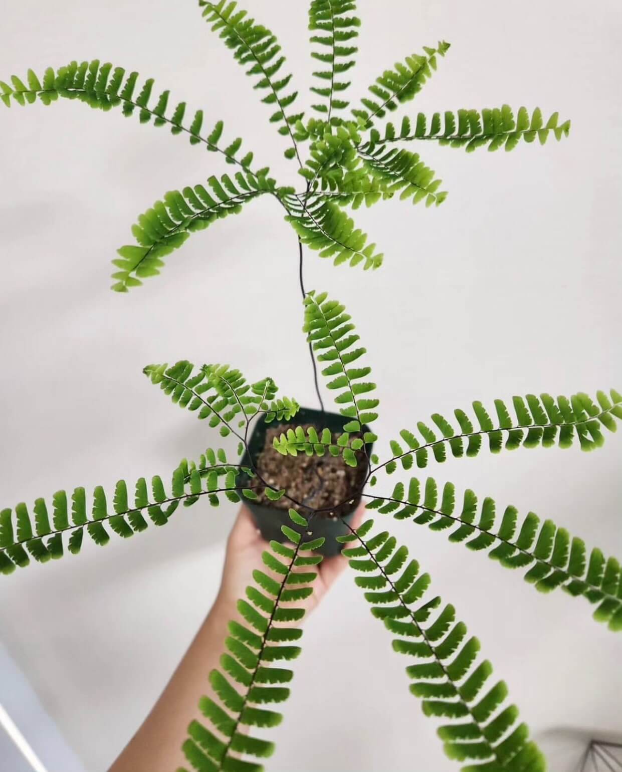 Adiantum pedatum, commonly known as the Northern Maidenhair Fern, is a deciduous perennial fern native to the forests of eastern North America. Renowned for its elegant, fan-shaped fronds and contrasting black stems, it thrives in shaded, moist environments and is a popular choice for shaded gardens and woodland settings.