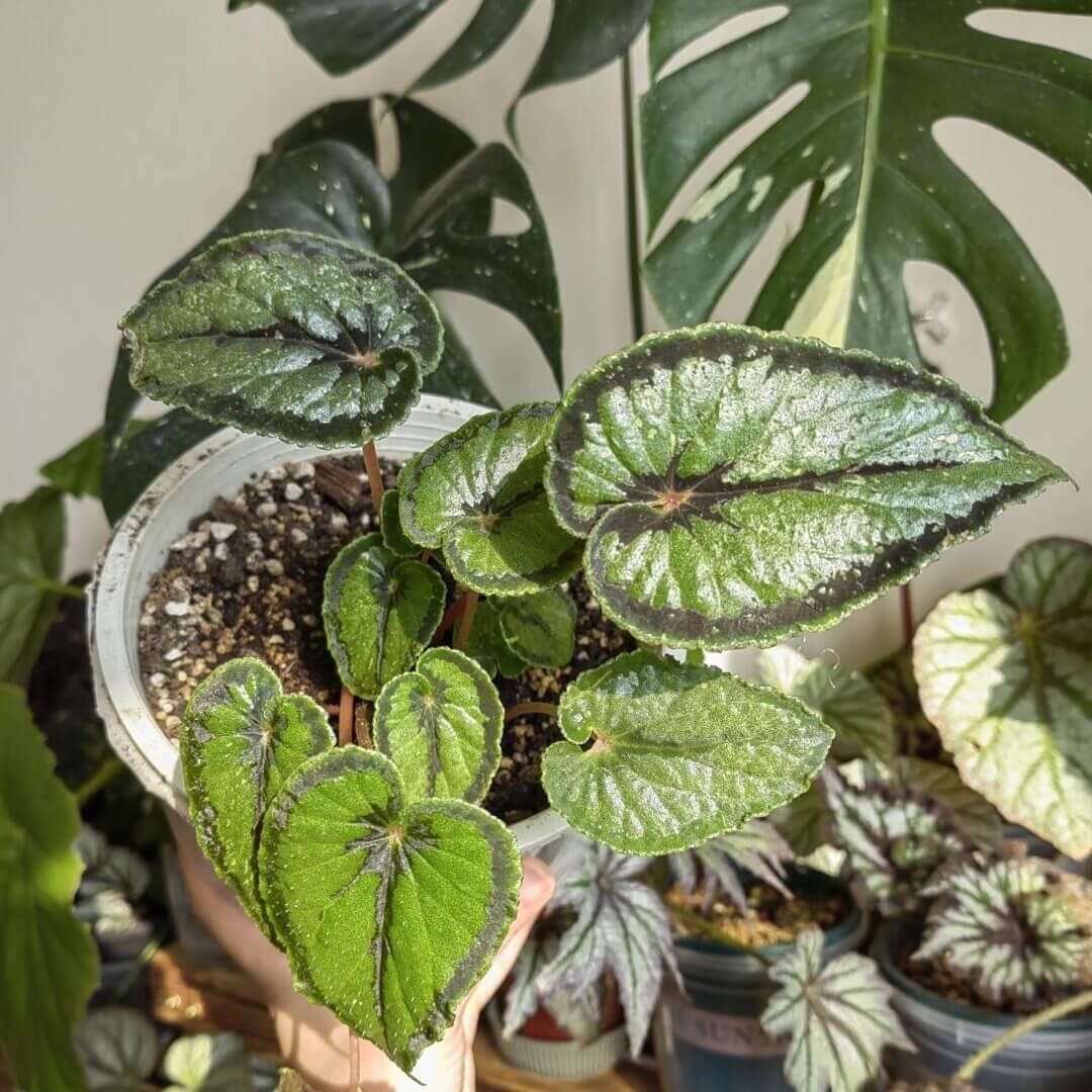 Begonia dinhdui is a rhizomatous species native to South Vietnam. The leaves are long and heart-shaped, with deep green coloration. They feature a wide black band around the leaf margin, as well as at the point where the petiole attaches and along the main vein in the center of the leaf.