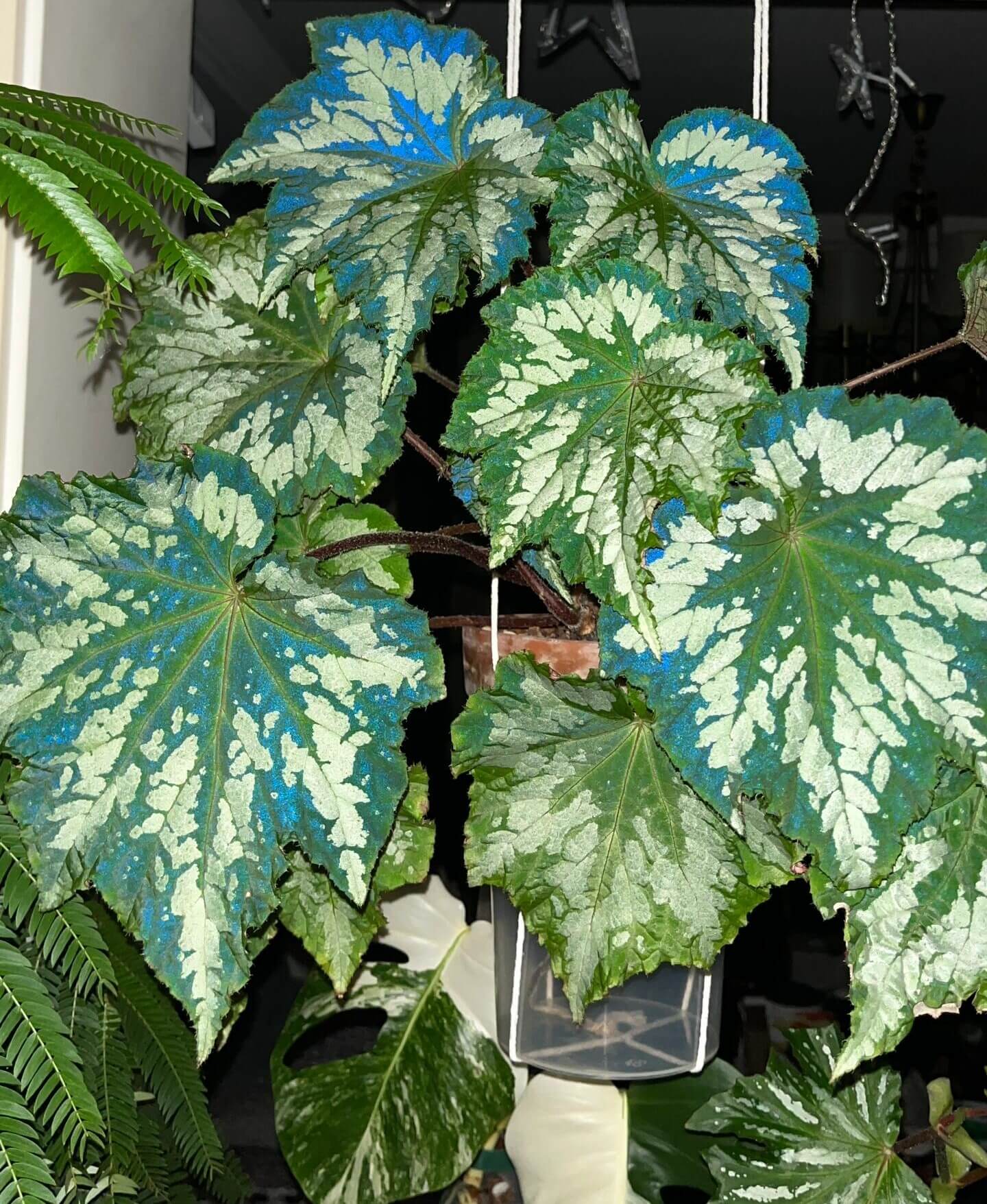 The Begonia Plant Bird boasts large, distinctive leaves with bold, eye-catching patterns. The leaves are a rich green with a notable silver-white sheen on the surface, creating a stunning contrast. The overall shape of the leaves resembles that of a rounded maple leaf. In low-light environments, the green parts of the leaves display a fluorescent reaction, adding a dynamic touch.