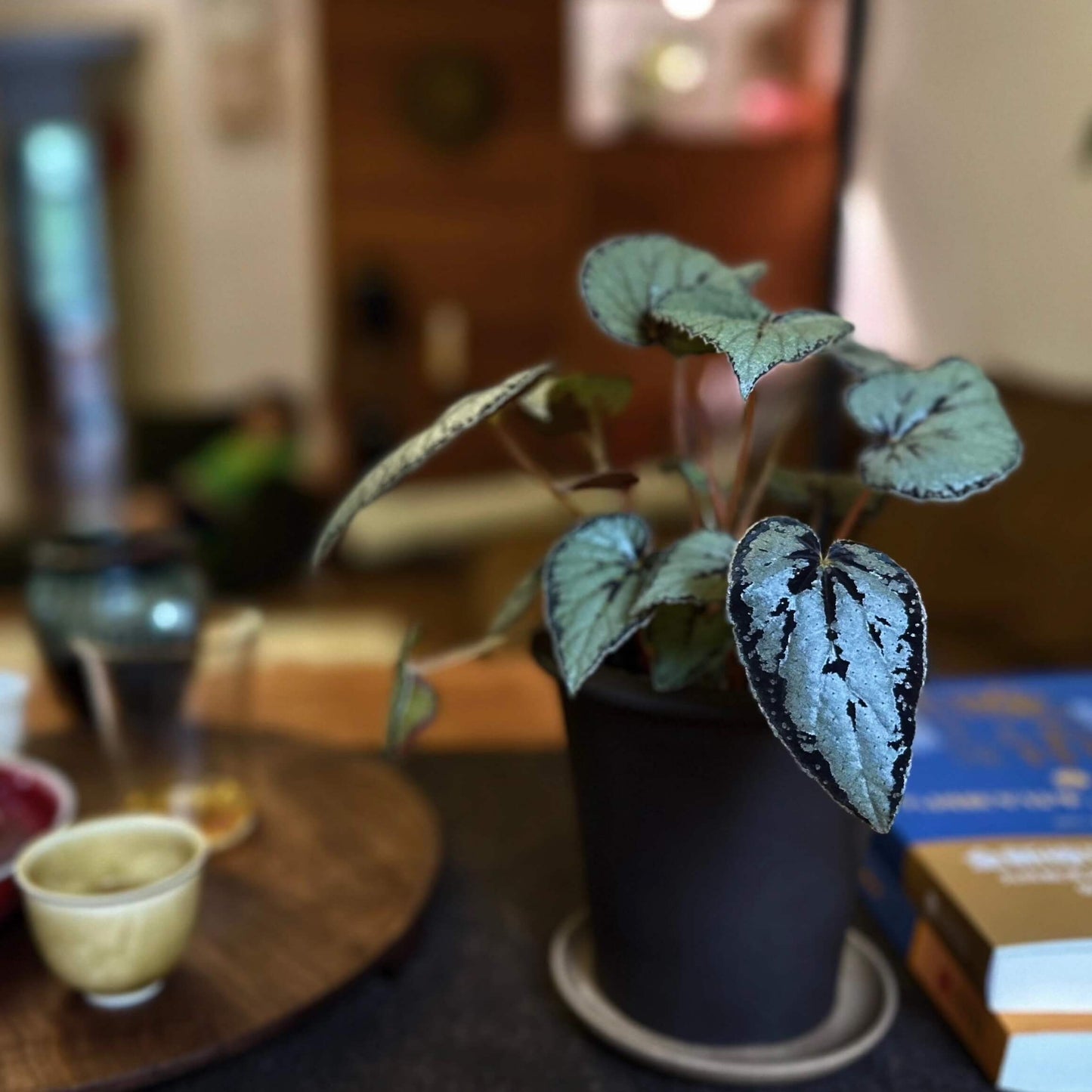 The Begonia dinhdui silver form is a rhizomatous species native to southern Vietnam. Compared to the standard Begonia dinhdui, its leaves are broader and feature a striking silver color instead of green. The leaves are adorned with a wide black band along the margin, around the point where the petiole attaches, and running along the main vein in the center, creating a unique and stunning appearance.