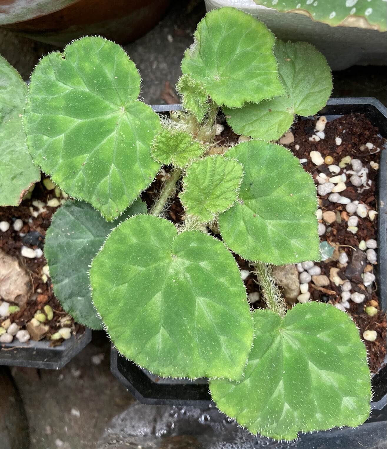 The Begonia Luzhaiensis Green Form stands out compared to the Begonia Luzhaiensis with its entirely green leaves, which are particularly striking. Native to the limestone regions of Guangxi, China, this begonia brings a refreshing touch of greenery to any collection with its unique and smooth, vibrant green leaves.