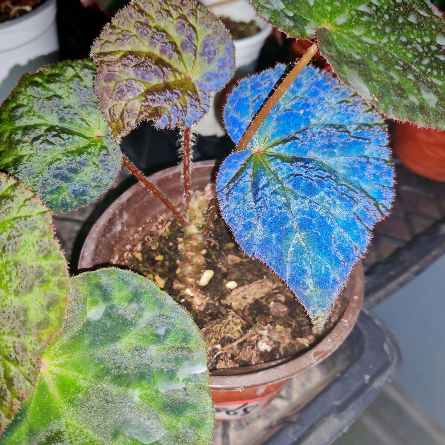 Begonia luzhaiensis, also known as the Luzhai begonia, is a rare and striking species native to the limestone cliffs and rocky slopes of Guangxi, China. With its unique, variegated foliage and vibrant colors, this begonia is perfect for plant collectors looking to add an exotic touch to their collection. Key Features: Leaf Appearance: The leaves of Begonia luzhaiensis are asymmetrical and thin, with a bright green color highlighted by black spots along the veins, giving them a distinctive variegated look.