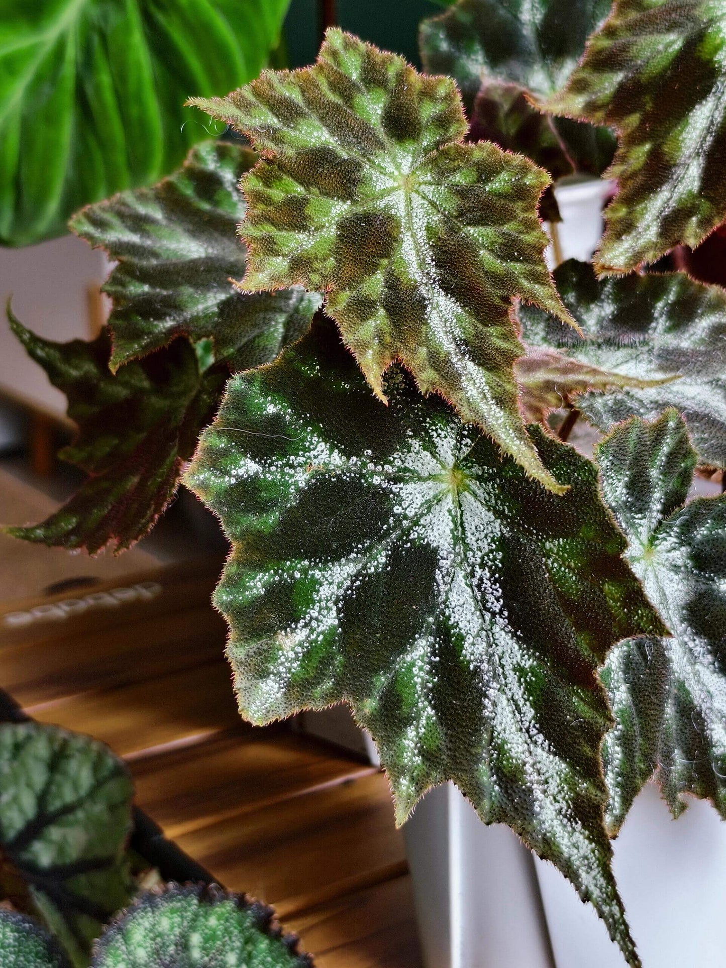Begonia Luzhaiensis Var has white leaf veins on the upper side of its leaves, distinguishing it from Begonia Luzhaiensis. Native to the limestone regions of Guangxi, China, this begonia brings a refreshing touch of greenery to any collection with its unique and smooth, vibrant green leaves.