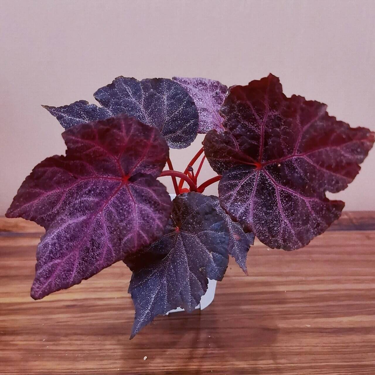 Begonia Robin is a striking plant with deep, dark-colored leaves, featuring vibrant purple-red veins. The leaves are sprinkled with star-like spots, giving it a unique appearance. Under low light conditions, the leaves will reflect a beautiful bluish hue, adding an extra layer of charm.