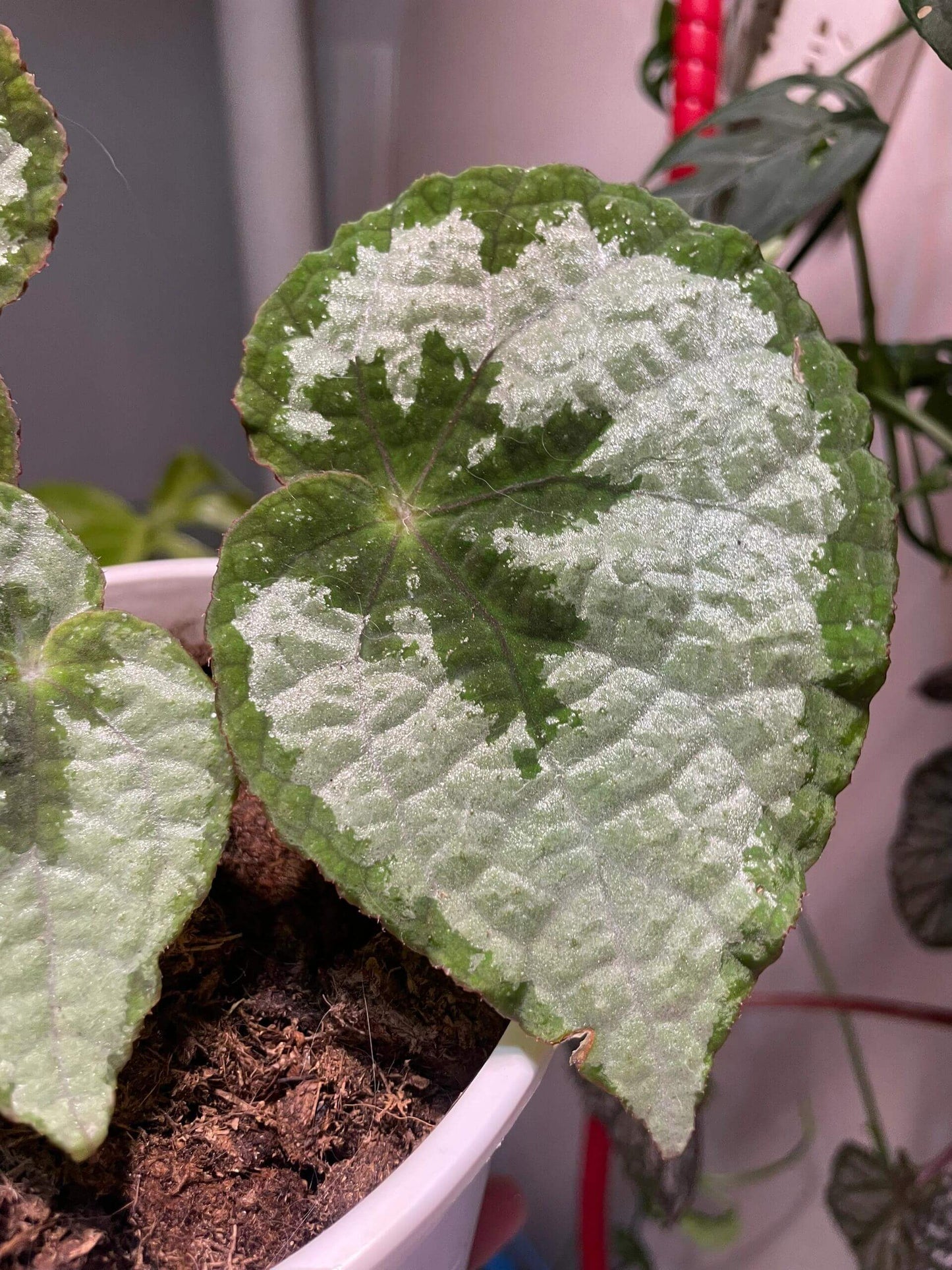 Begonia lanternaria is a stunning rhizomatous begonia native to the humid forests of Guangxi (China) and Vietnam. This begonia is prized for its large, asymmetrical leaves that are pale green with a nearly silver hue, accented by a bold dark vein running through them. The green, slightly hairy stems and small white to pale pink flowers further add to its charm. This plant thrives in its natural habitat on limestone rocks and requires specific care to replicate those conditions.