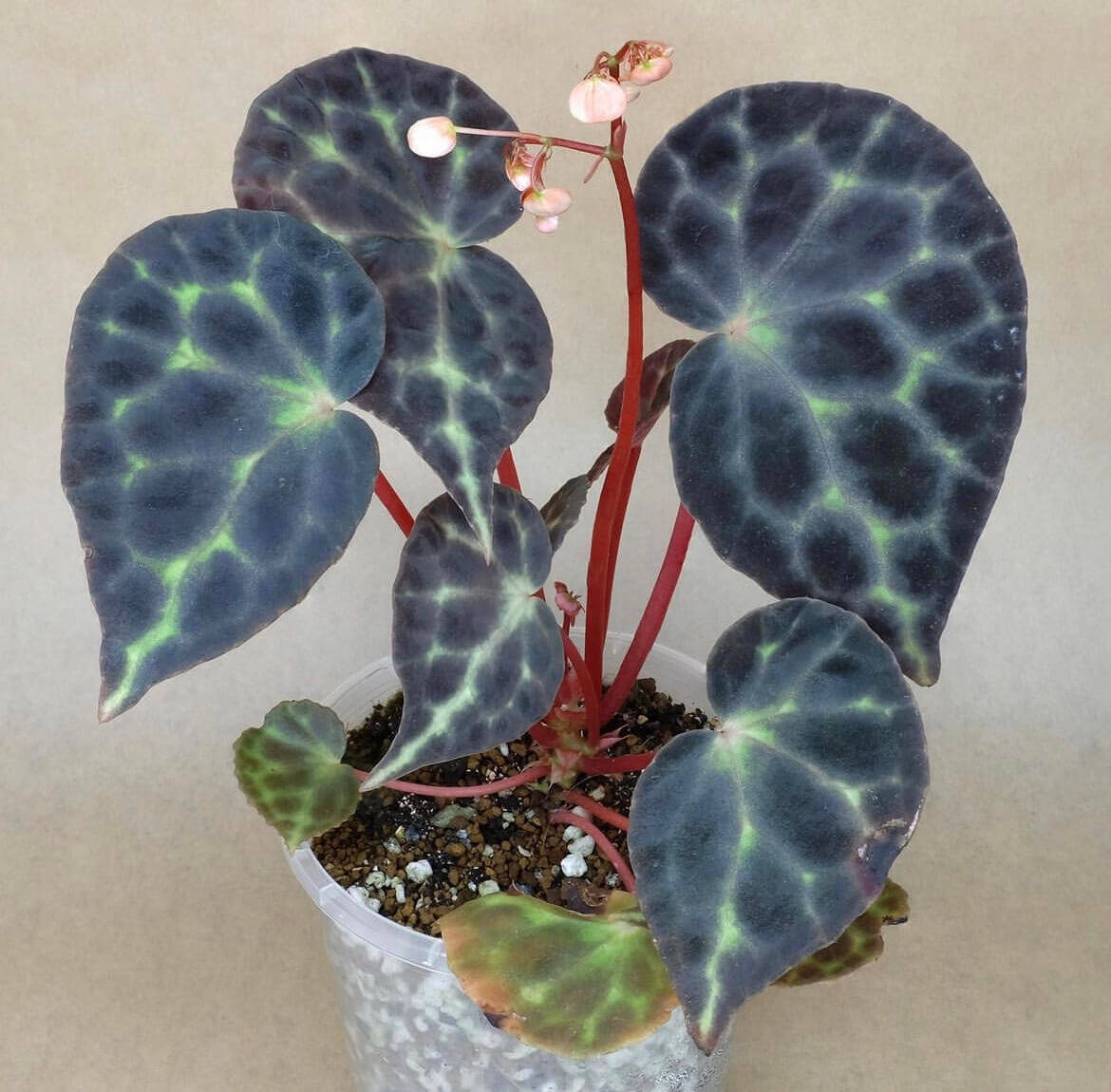 Begonia Tanjiewhoei, also known as Begonia sp. Trang or the Turtle Begonia, is a rare and captivating species native to Thailand's limestone karst regions. With its unique foliage and compact growth habit, this begonia is a must-have for collectors and plant enthusiasts.