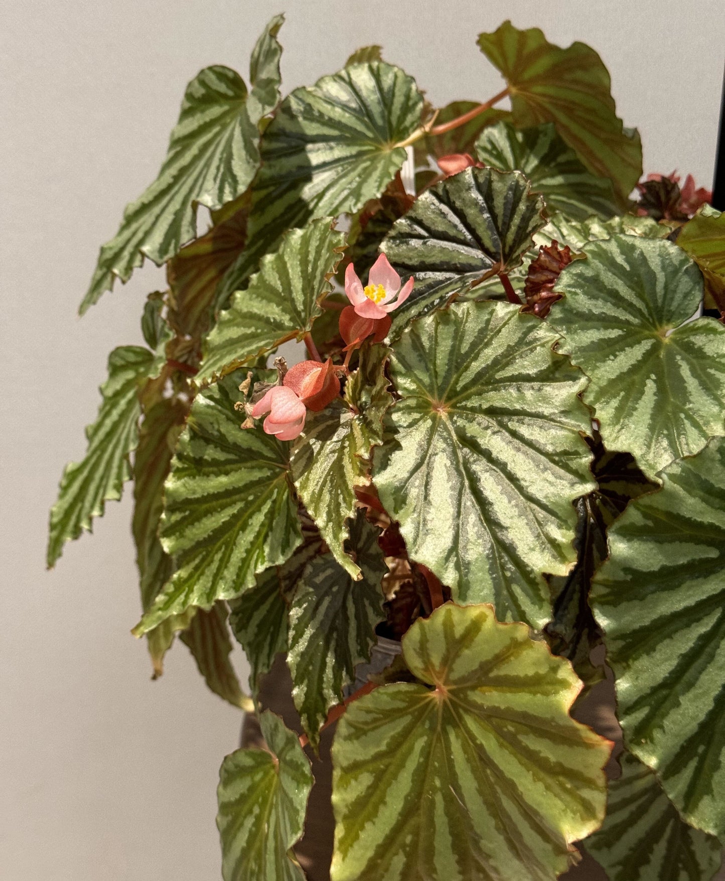 Begonia U682 was discovered in Irian Jaya, the Indonesian part of West New Guinea. It was initially considered an unidentified species and given the number U682, but is now believed to be a naturally occurring hybrid, as identified by botanist Wisnu Ardi.