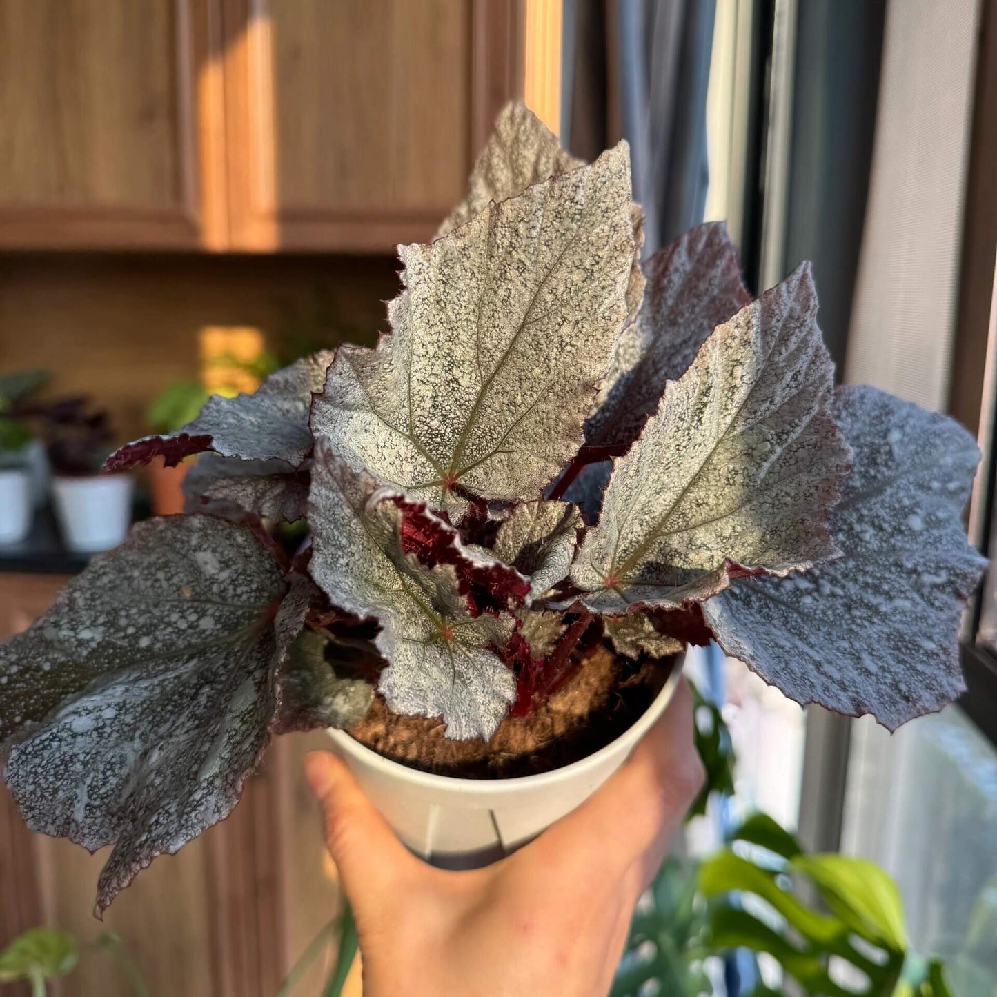 Begonia Beleaf 'Yukon Frost' is a beautiful hybrid begonia that adds an elegant touch to any indoor space. With its unique silver-speckled leaves and vibrant red undersides, this begonia is a standout plant, perfect for enhancing your home or office decor.