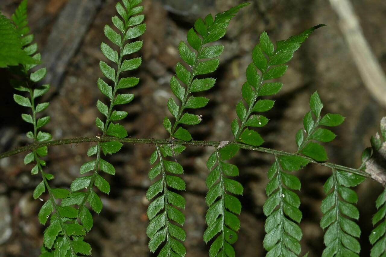 Polystichum disjunctum is a lithophytic (rock-dwelling) fern native to subtropical regions of East and Southeast Asia, including southern China (Yunnan, Guangxi) and Vietnam. It thrives in shaded, moist environments, making it an excellent choice for terrariums and paludariums.