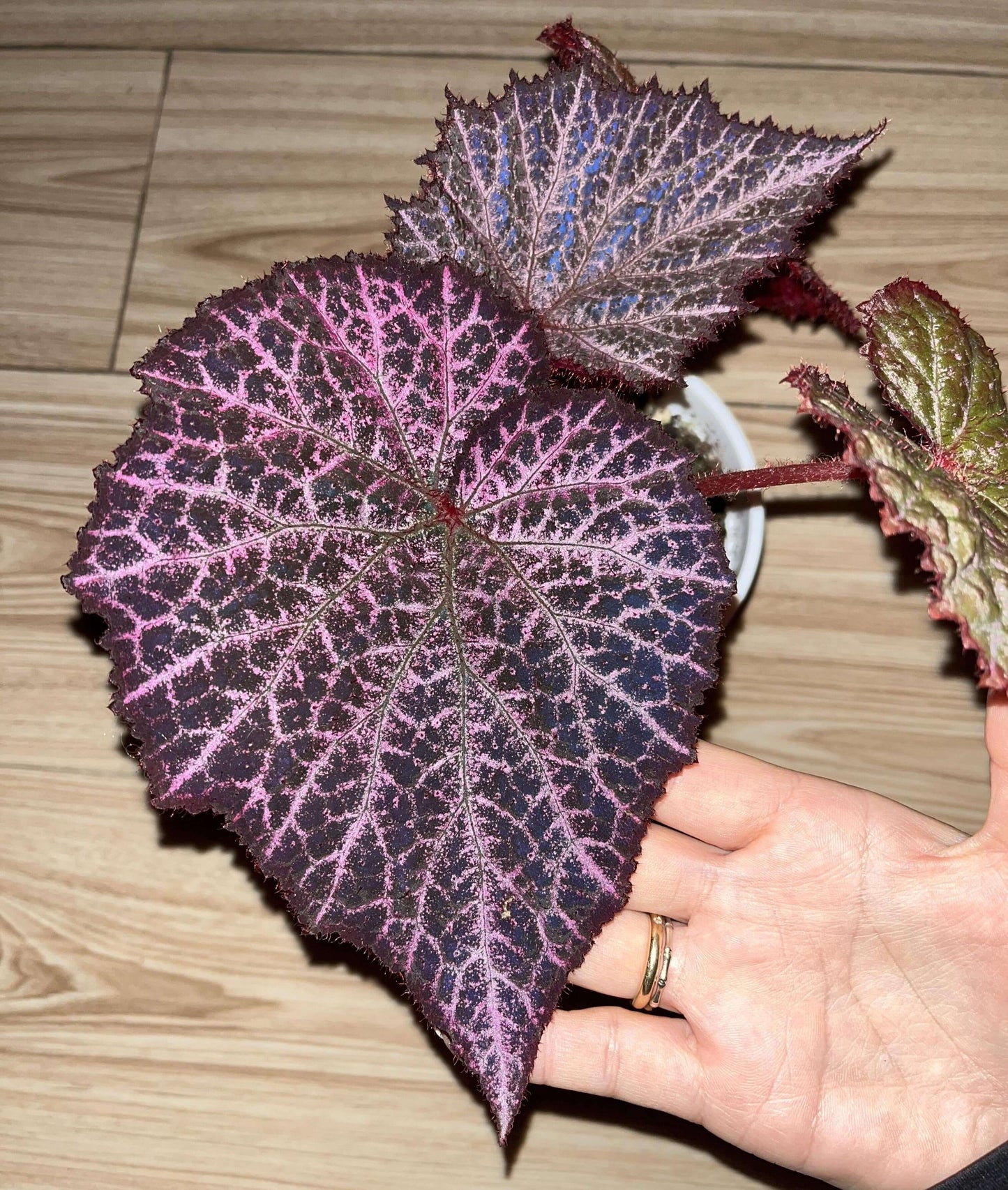 The Begonia Chocolate Lace is a decorative-leaf variety known for its eye-catching foliage. The deep black or dark purple leaves are adorned with a silver lace-like pattern, adding an elegant touch to any room. Ideal for indoor spaces, this begonia will bring a unique and sophisticated flair to your home decor.