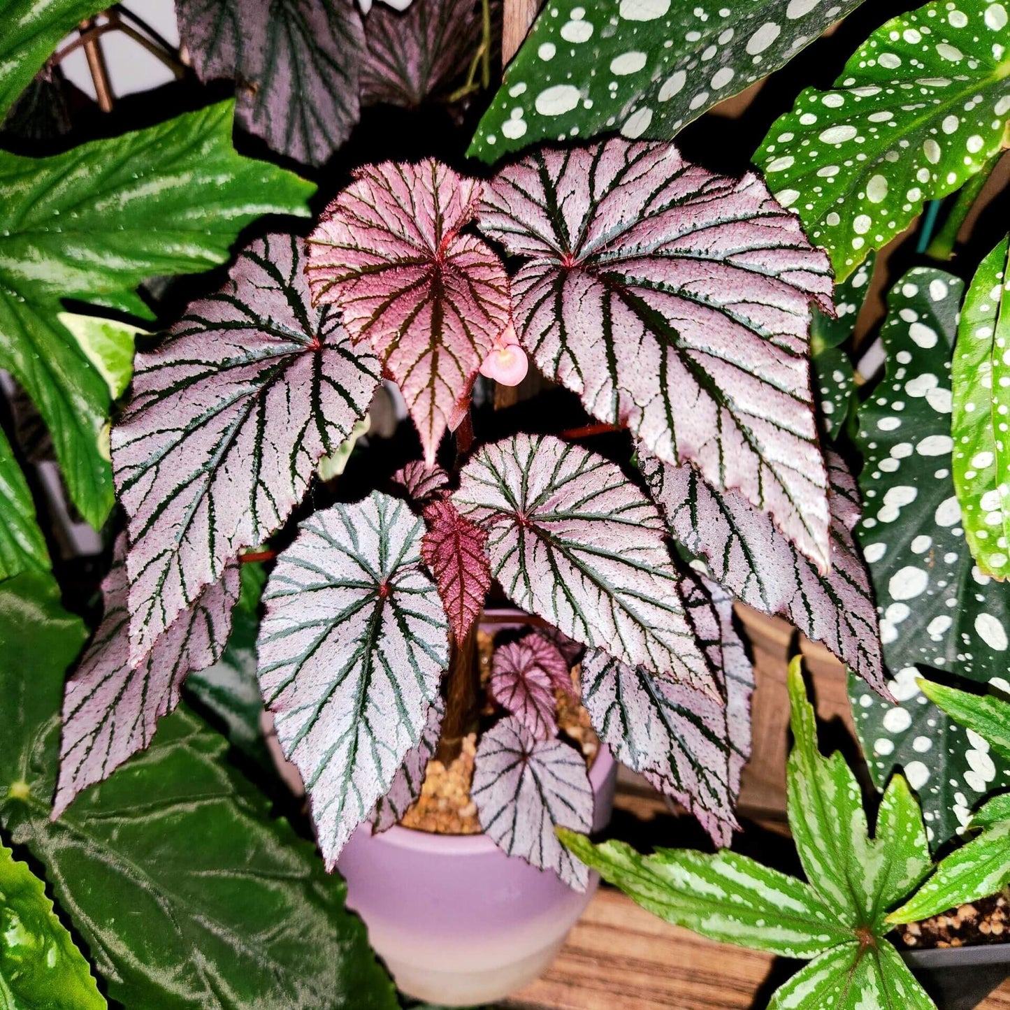 Begonia Ashura is a captivating and unique ornamental begonia cultivar, originally from Yamaguchi, Japan, introduced in 2001. This begonia is renowned for its stunning foliage, which features dark green leaves adorned with silver spots and a distinctive red undersurface, creating a striking contrast that adds beauty to any indoor garden.