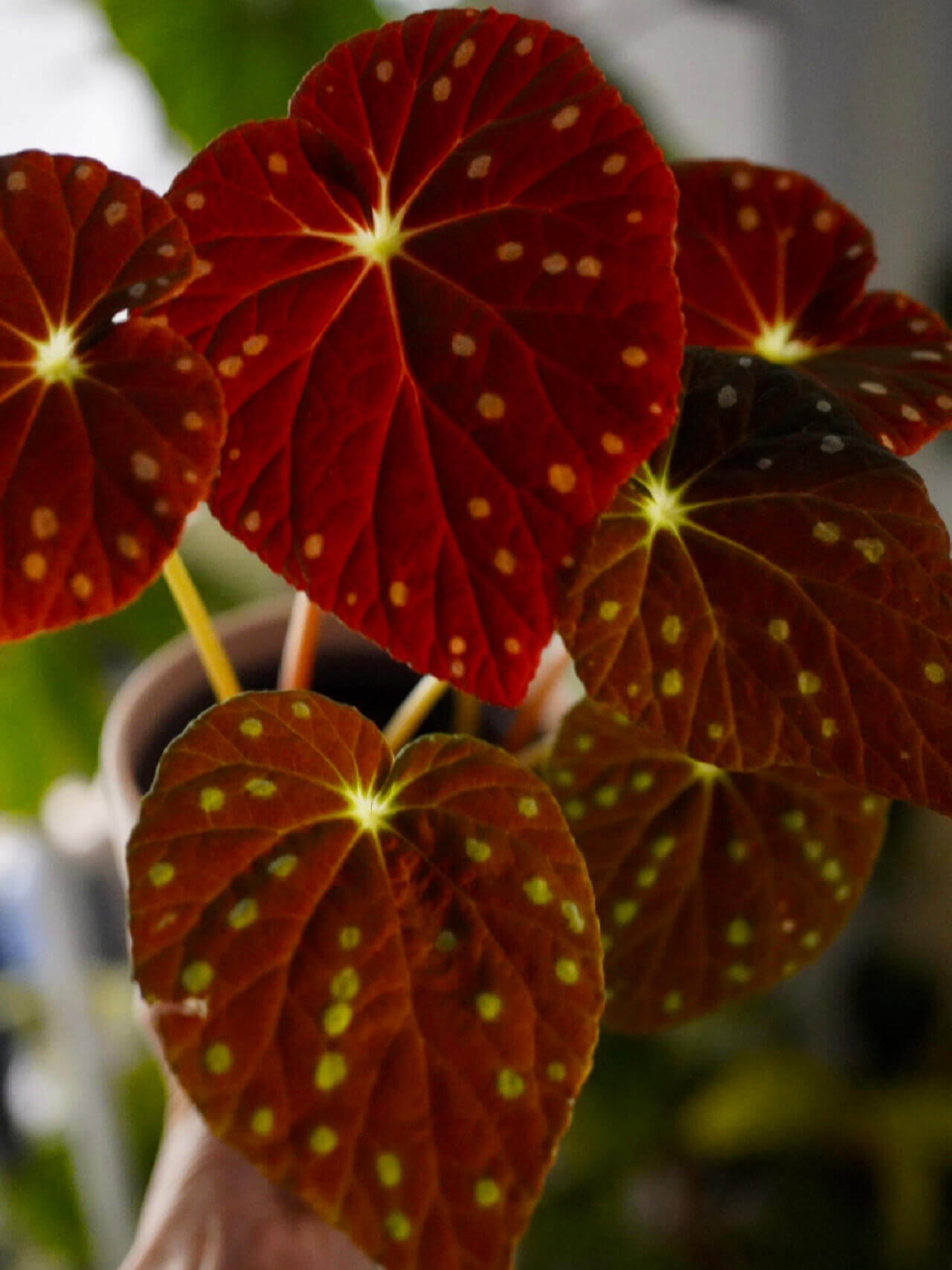 Begonia erythrofolia is a captivating and rare species native to the Wenshan region of Yunnan, China. Known for its striking leaf colors and texture, this begonia offers a dynamic visual experience, changing color based on environmental conditions. Its dramatic crimson undersides and elegant, ovate leaves make it a must-have for plant collectors and enthusiasts looking for something unique.