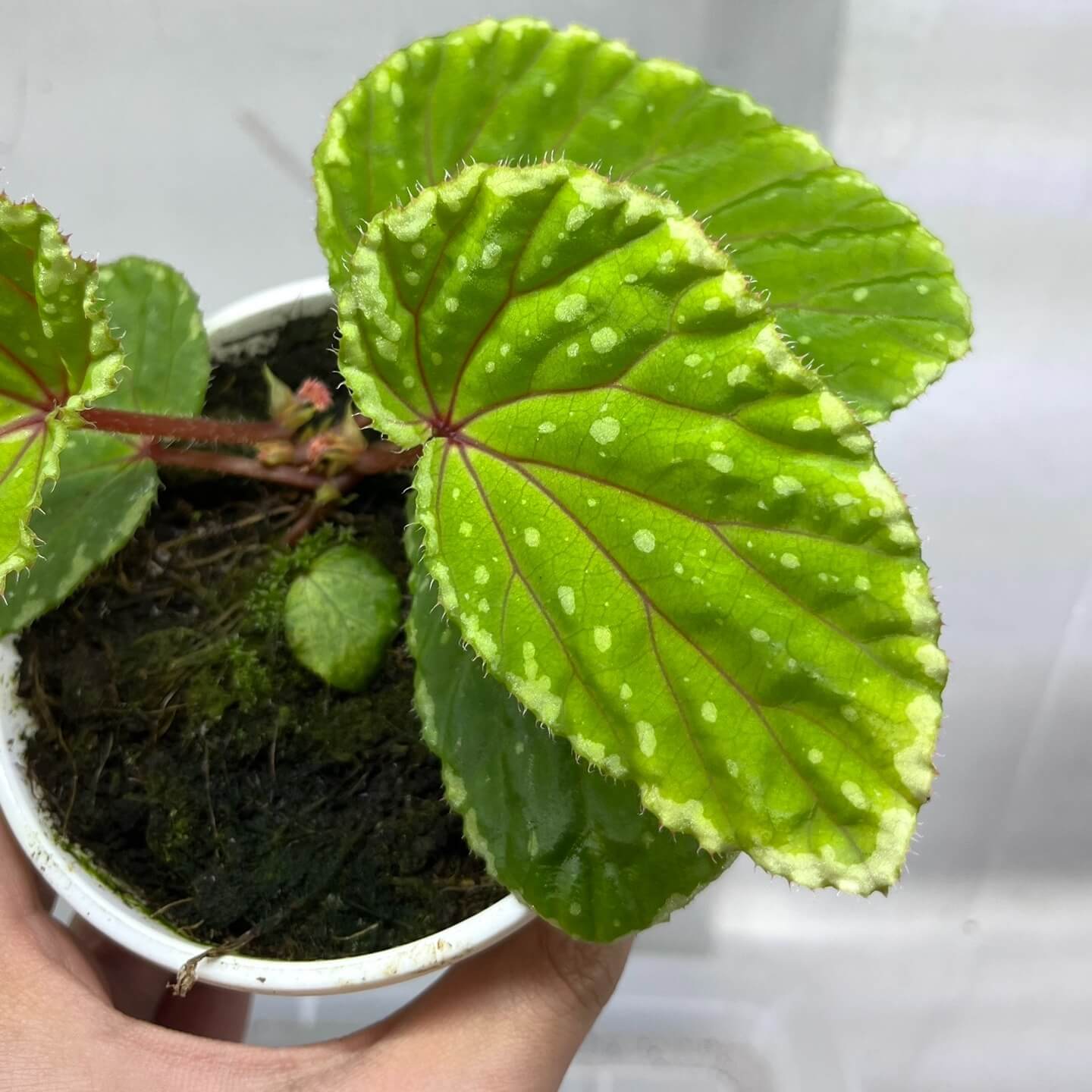 Begonia promethea (also known as Begonia beccarii) Green Form is a rare and stunning species native to the Bau District in Sarawak, Malaysia, and the Bengkayang Regency in West Kalimantan, Indonesia. This unique form features leaves with a rich green base color, beautifully adorned with irregular cream-colored spots and patterns, making it a striking addition to any rare plant collection.