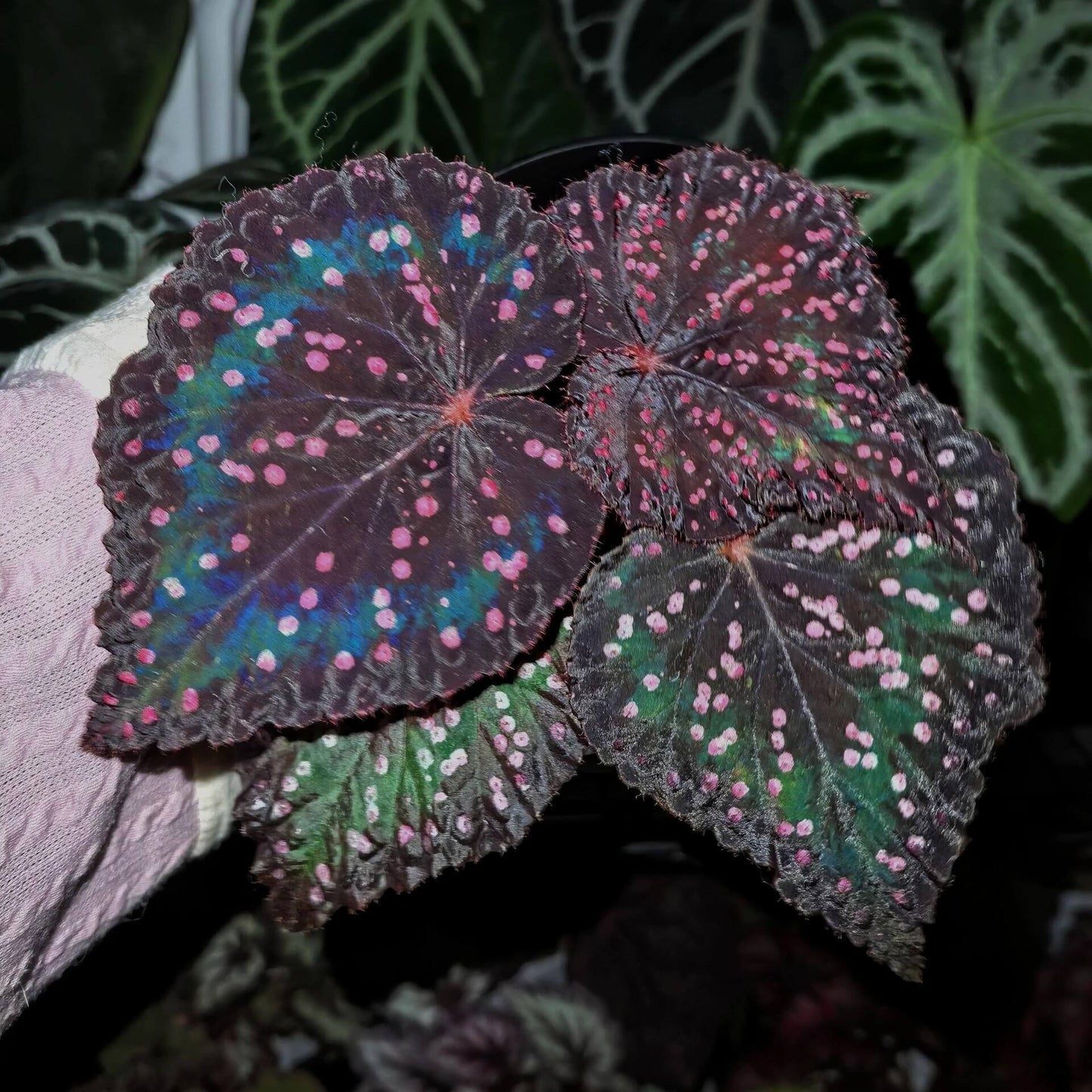 Begonia Twenty-Four is an exceptional hybrid begonia featuring striking black-purple foliage with a distinctive texture. The leaves are adorned with pink, raised speckles that create an eye-catching, textured surface. Small fine hairs cover the surface of the leaves, adding to the plant's unique appearance. Perfect for collectors or enthusiasts, Begonia Twenty-Four makes a bold statement in any indoor plant collection, adding beauty, color, and texture to your home or office space.