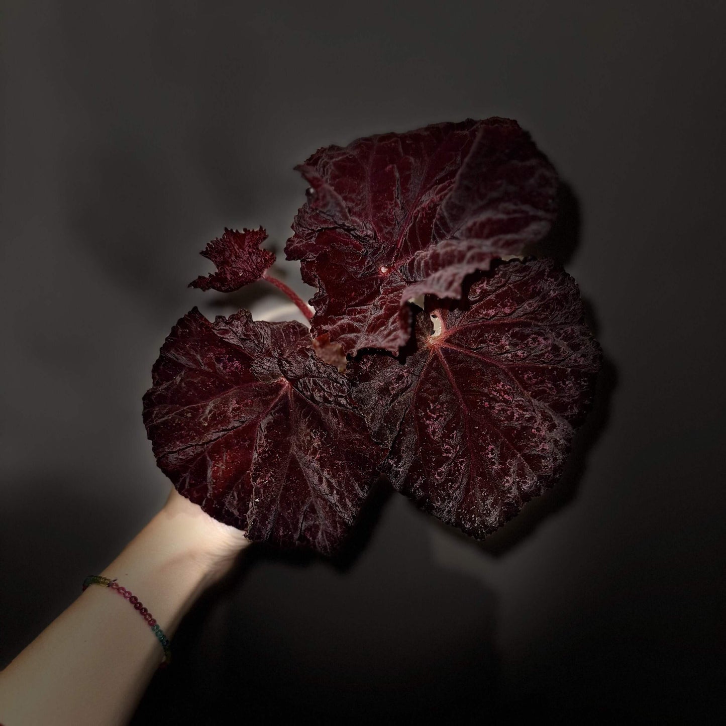 Begonia Lyric is a stunning hybrid begonia from Ukraine, known for its striking deep chocolate-colored leaves. Ideal for both beginner and experienced plant enthusiasts, Begonia Lyric thrives in indoor environments and adds a touch of beauty to any room or office.