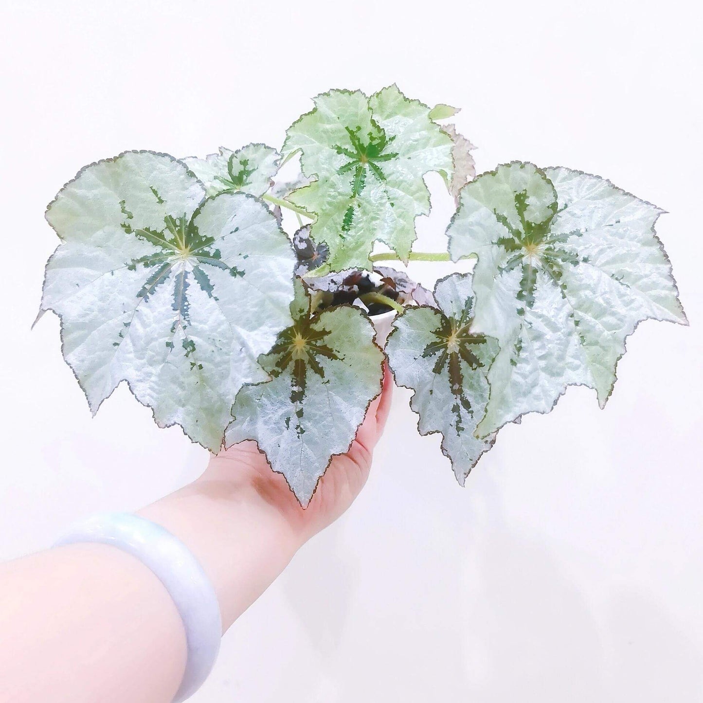Begonia Holiday Snowflake is a beautiful and unique variety of begonia, known for its striking, snowflake-like pattern on its leaves. This evergreen plant features silvery-white leaves with deep green centers and delicate white edges, creating a frost-like effect that adds charm to any indoor space. With its festive appearance, Begonia Holiday Snowflake is perfect for brightening up your home during the holiday season and beyond.