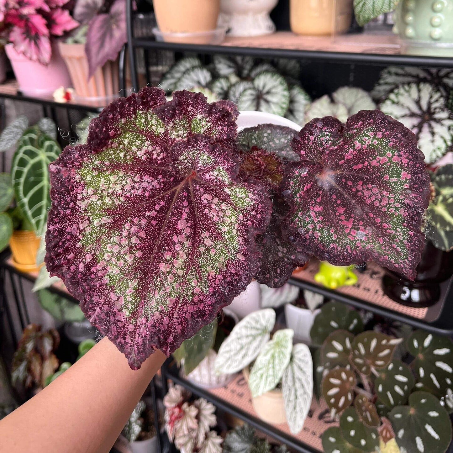 Begonia Raspberry is a striking foliage begonia known for its vivid, jewel-like colors. Its broad, heart-shaped leaves shimmer with a metallic sheen, blending deep wine red with vibrant green around the veins. Scattered pink and silver speckles create a sparkling, sugar-coated effect, giving the plant an almost fantasy-like appearance. Bold yet delicately layered in color, this cultivar stands out as a truly eye-catching ornamental plant.