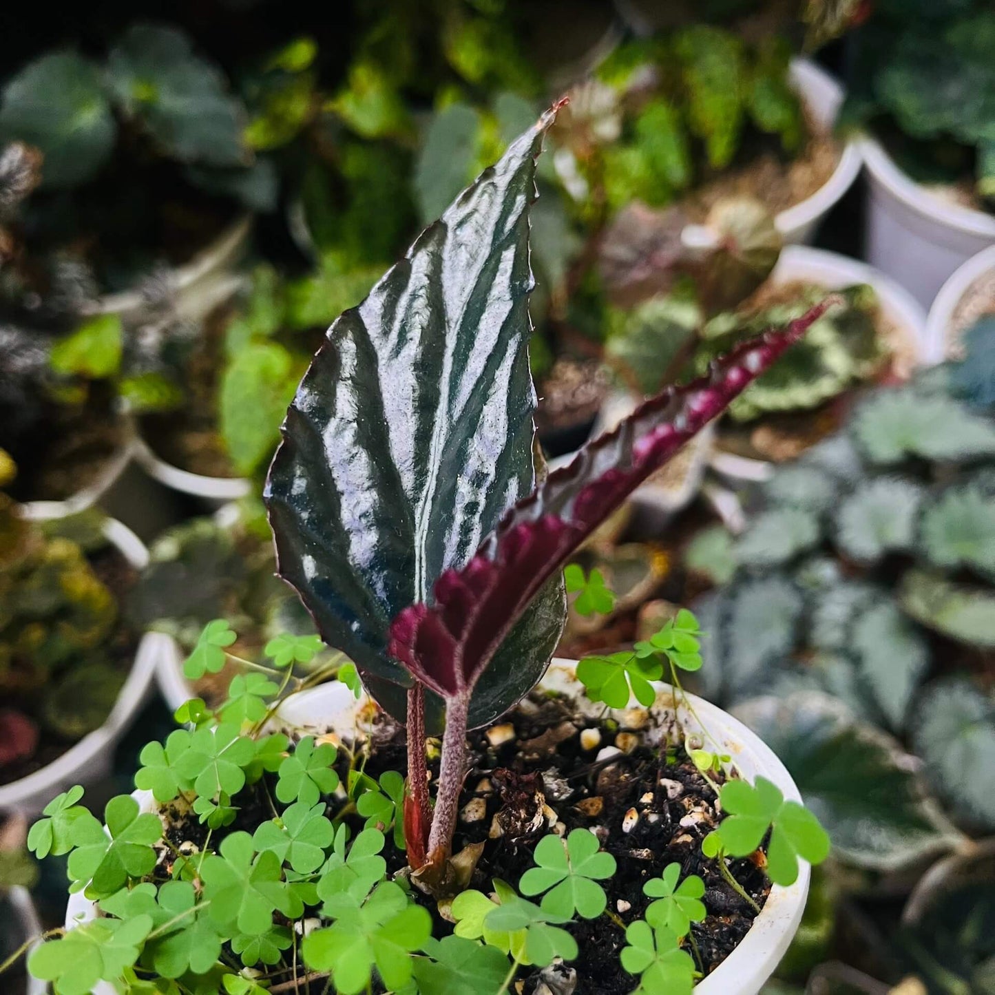Begonia hatacoa var. rubrifolia is a rare and beautiful variety of the rhizomatous Begonia species, native to the Himalayas and Southeast Asia. It is known for its distinctive features and unique appearance, making it a must-have for collectors and plant enthusiasts. Features: Foliage: Dark green, glossy, lance-shaped leaves with stunning blood-red undersides, offering a striking contrast.