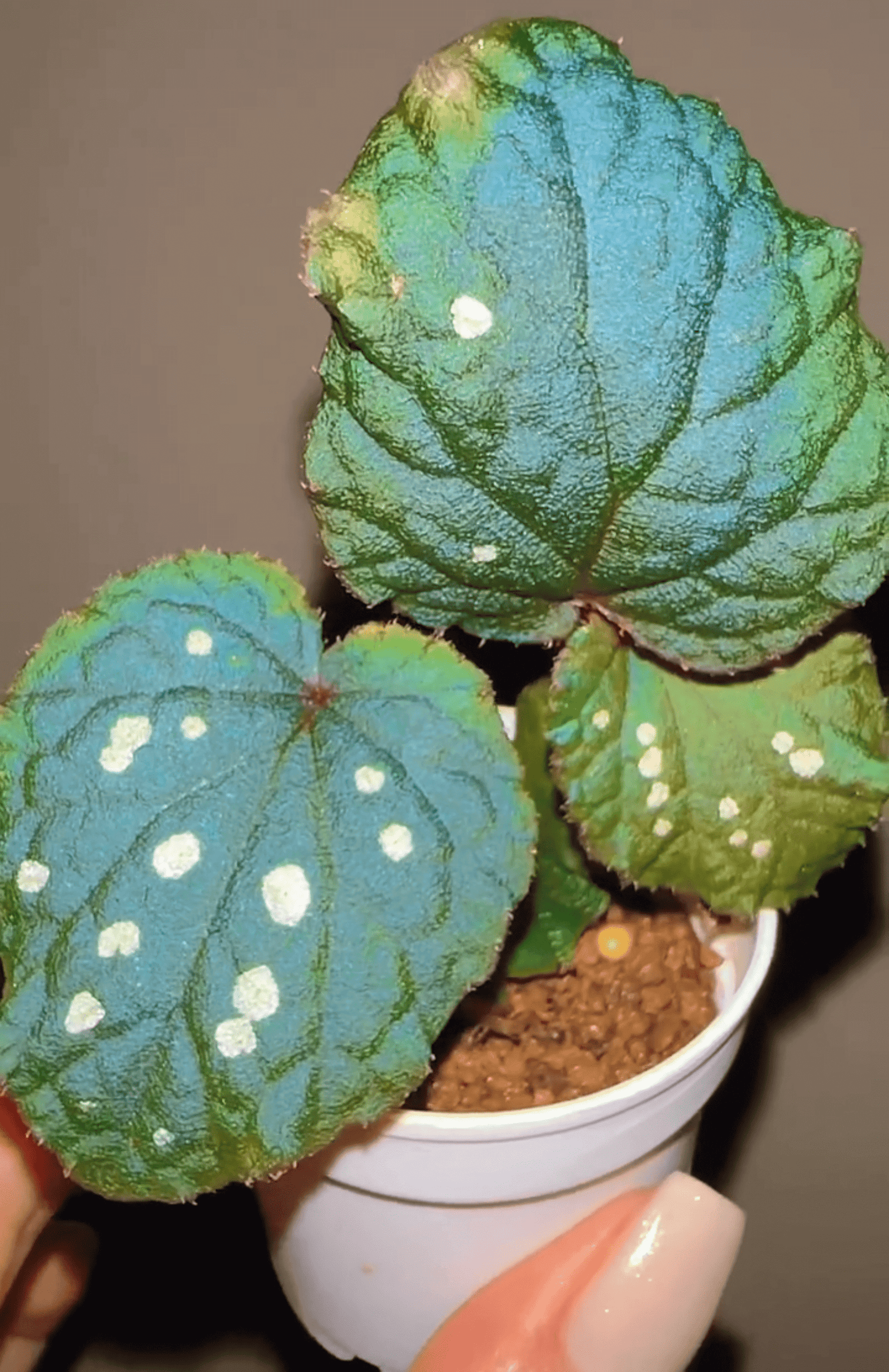 Begonia erectocarpa, also known as the Tuyen Quang begonia, is a rare and striking species native to Vietnam’s Tuyen Quang province. This begonia is renowned for its beautifully patterned leaves, which are dark green with prominent white spots. Under low-light conditions, the leaves transform into a soft blue hue, making it an even more captivating addition to your plant collection.