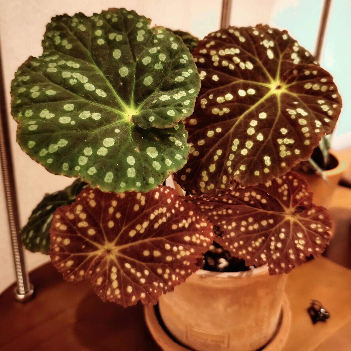 Begonia erythrofolia is a captivating and rare species native to the Wenshan region of Yunnan, China. Known for its striking leaf colors and texture, this begonia offers a dynamic visual experience, changing color based on environmental conditions. Its dramatic crimson undersides and elegant, ovate leaves make it a must-have for plant collectors and enthusiasts looking for something unique.
