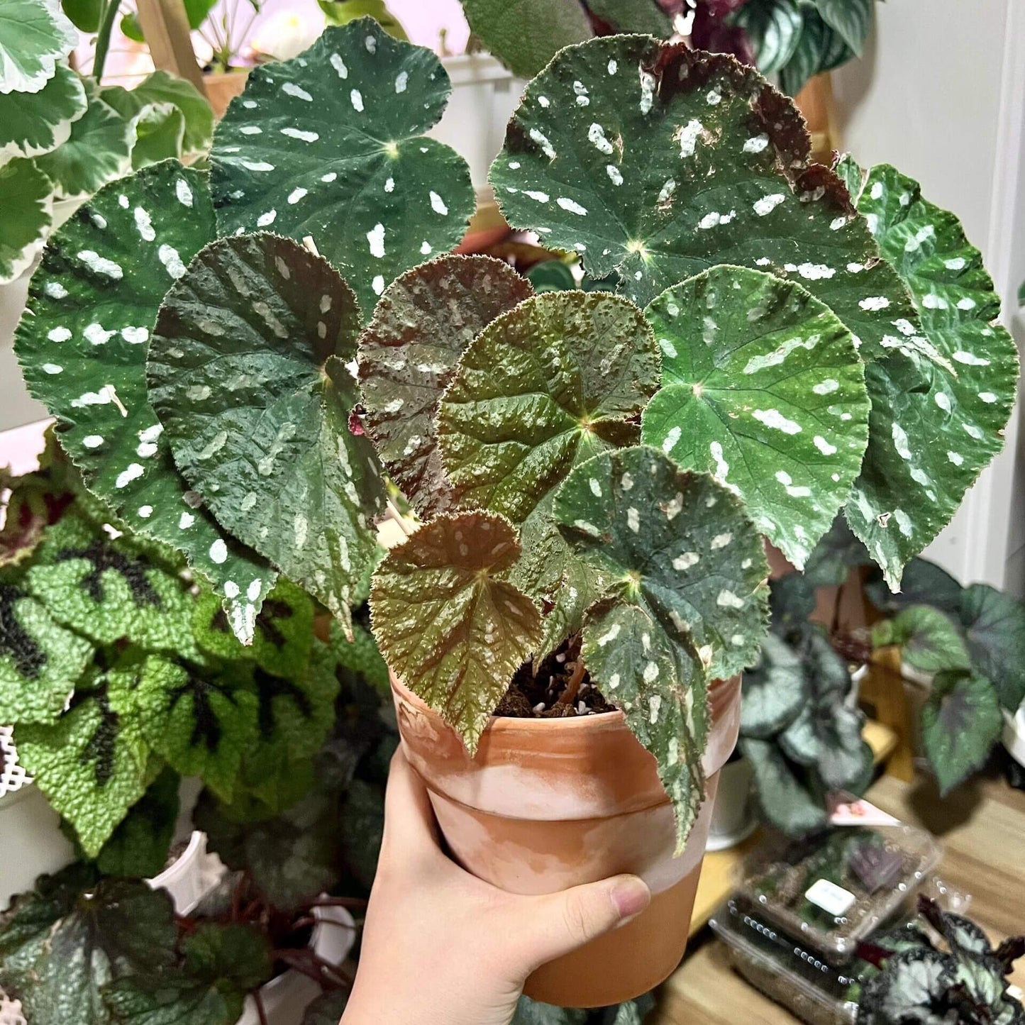 Begonia filiformis is a rare and fascinating Begonia species, native to the subtropical regions of Guangxi, China, and northern Vietnam. Known for its unique leaf patterns, featuring delicate white spots between the main veins, and its compact growth, this plant is perfect for collectors and those looking to add a distinctive touch to their indoor spaces.