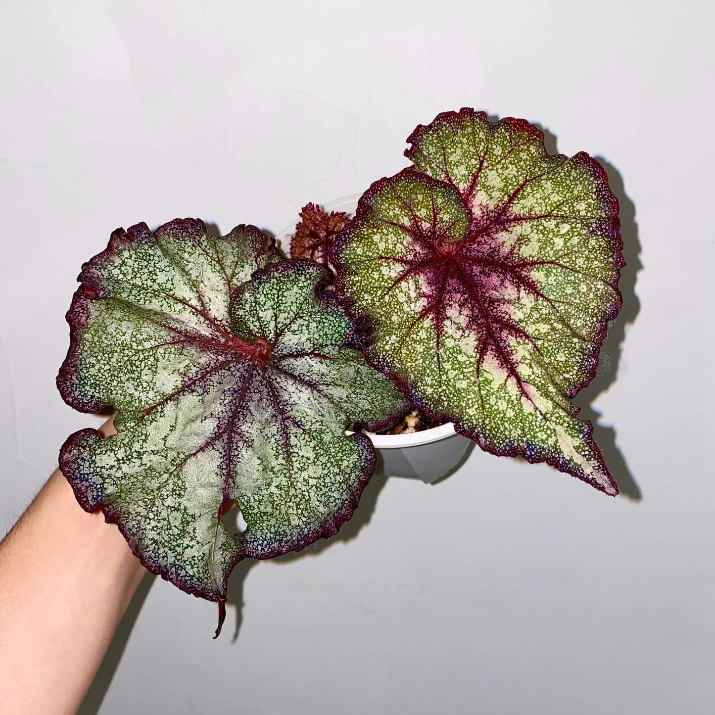 Begonia Joyful Blizzard is a beautiful decorative-leaf variety developed by breeders Pavel and Elena Enikeev (Dimetris). This begonia features large, uniquely designed leaves with a light salad green color, a pink edge that darkens toward the tips, and a pink center that spreads along the veins. The leaves are rolled at the base in a shell-like form, with a green mesh pattern running through the main surface, adding an intricate, eye-catching element to the plant.