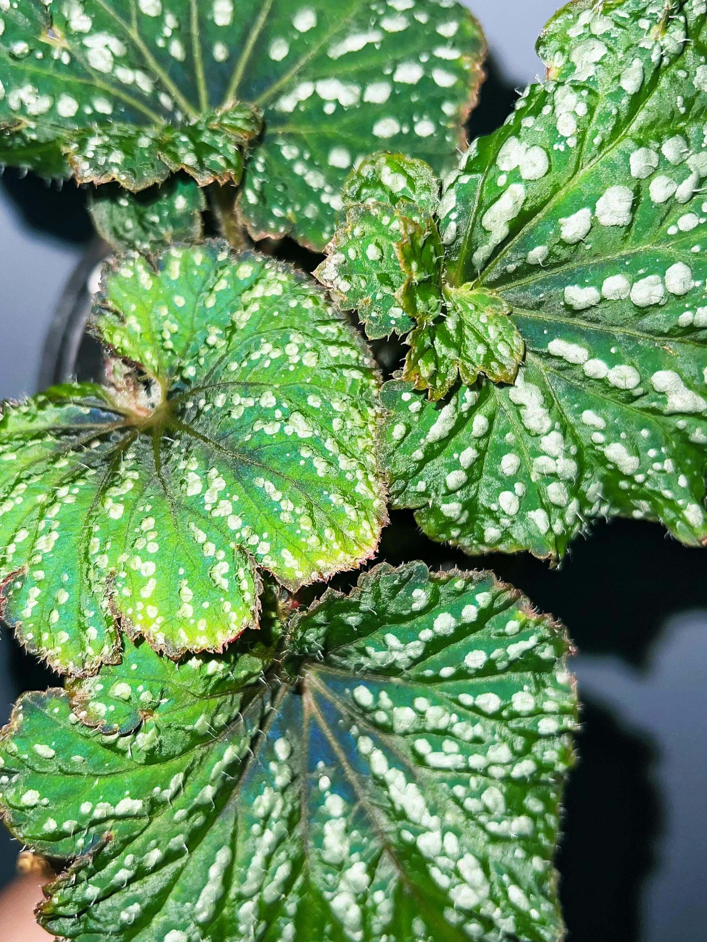 Begonia Rex Ryokuha is a hybrid variety of Begonia, specifically belonging to the Begonia rex group. It is known for its striking appearance and slow growth rate.