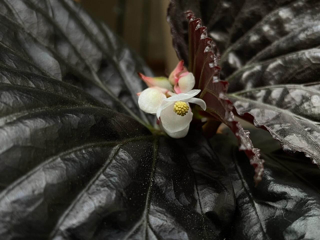 Begonia sp. Black Metallic is a stunning and rare species known for its unique, metallic black leaves that shimmer with a captivating sheen. The deep, almost black foliage is enhanced with subtle metallic highlights, creating an elegant and dramatic look. This begonia species is a must-have for collectors and plant enthusiasts seeking a one-of-a-kind addition to their collection.