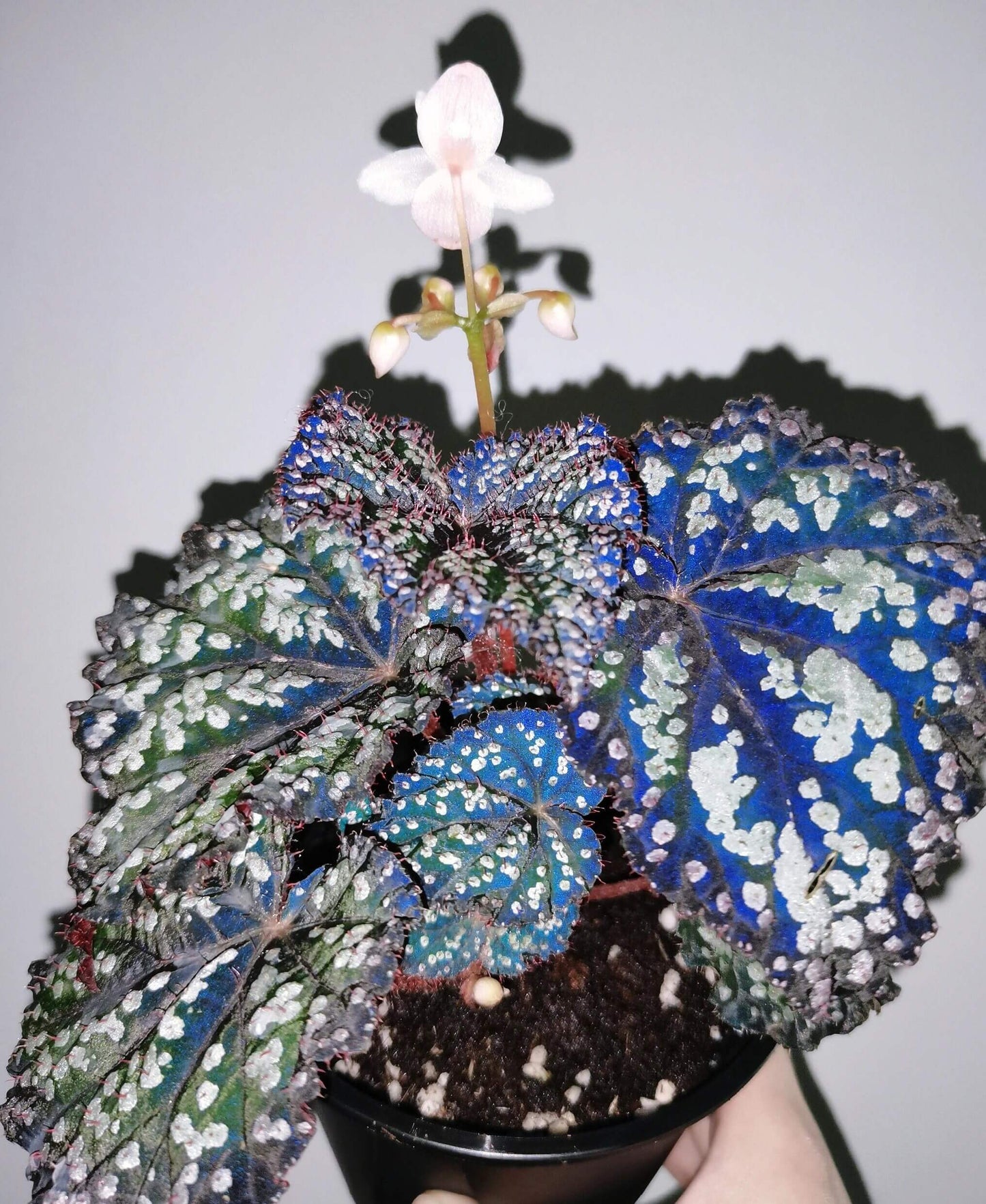 Begonia Fairytale is an exquisite ornamental begonia developed by the Dimetris breeding team. Known for its intricate leaf patterns and graceful appearance, this begonia adds a touch of enchantment to any indoor space. It’s the perfect choice for plant lovers looking to enhance their collection.