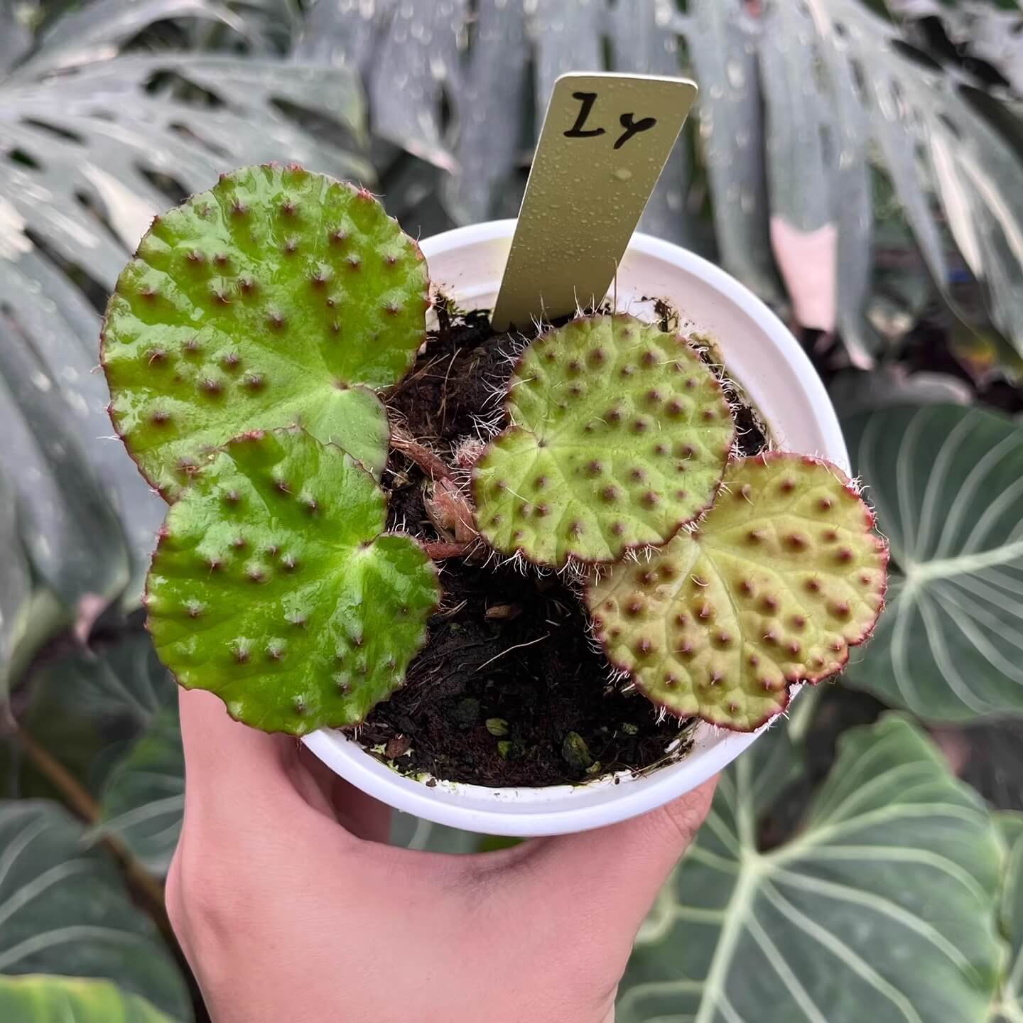 The Begonia nahangensis is a remarkable evergreen herbaceous plant native to the limestone mountains of Northern Vietnam and Southern China. This species is known for its distinctive appearance, featuring a unique texture on its leaves. The surface is densely covered with conical, black, tooth-like protrusions, giving it an intriguing tactile and visual appeal.