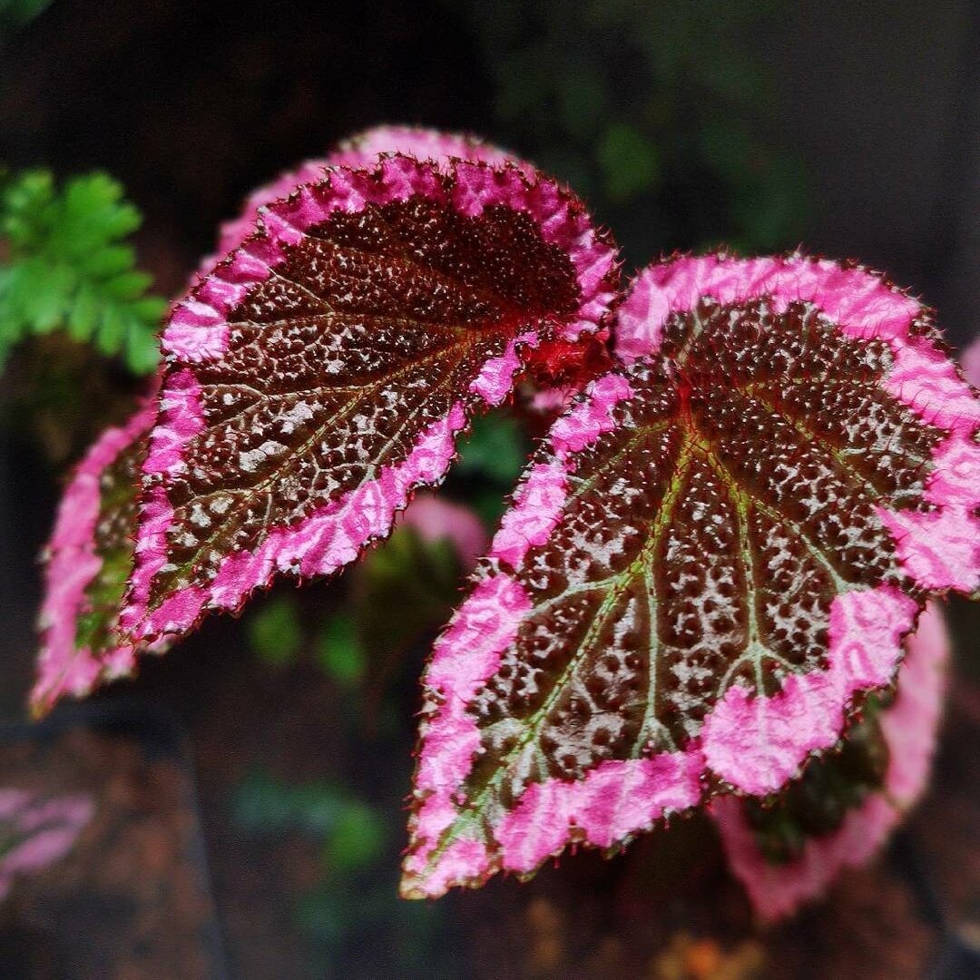 Begonia fulvovillosa is a unique and captivating Begonia species, native to New Guinea. Known for its distinctive foliage with vibrant pink edges, this plant adds a touch of elegance and beauty to any collection.