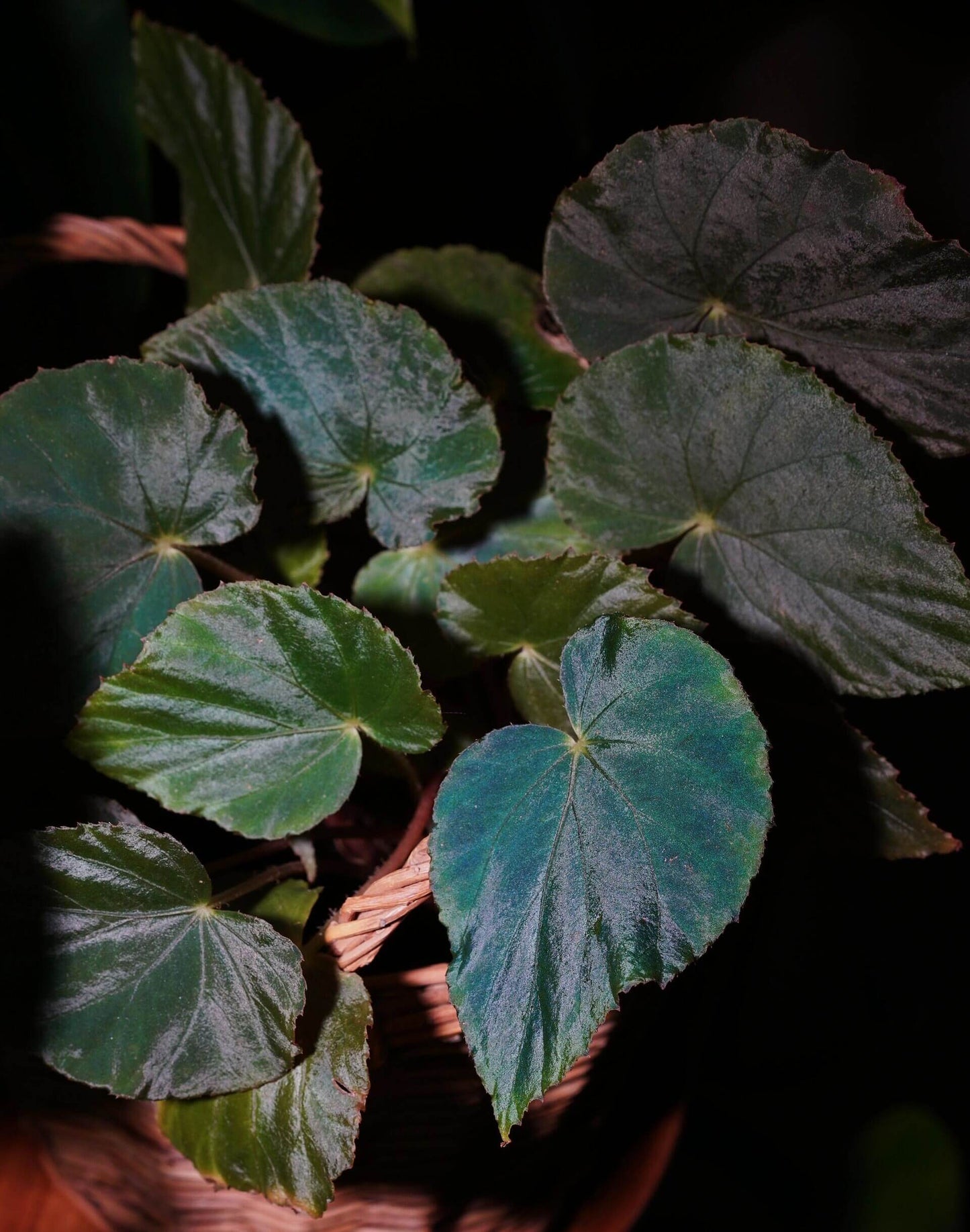 Begonia pavonina, often referred to as the Peacock Begonia, is a striking and visually captivating plant. Known for its unique, iridescent leaves that resemble the vibrant colors of a peacock's feathers, this begonia is a true showstopper in any indoor garden.